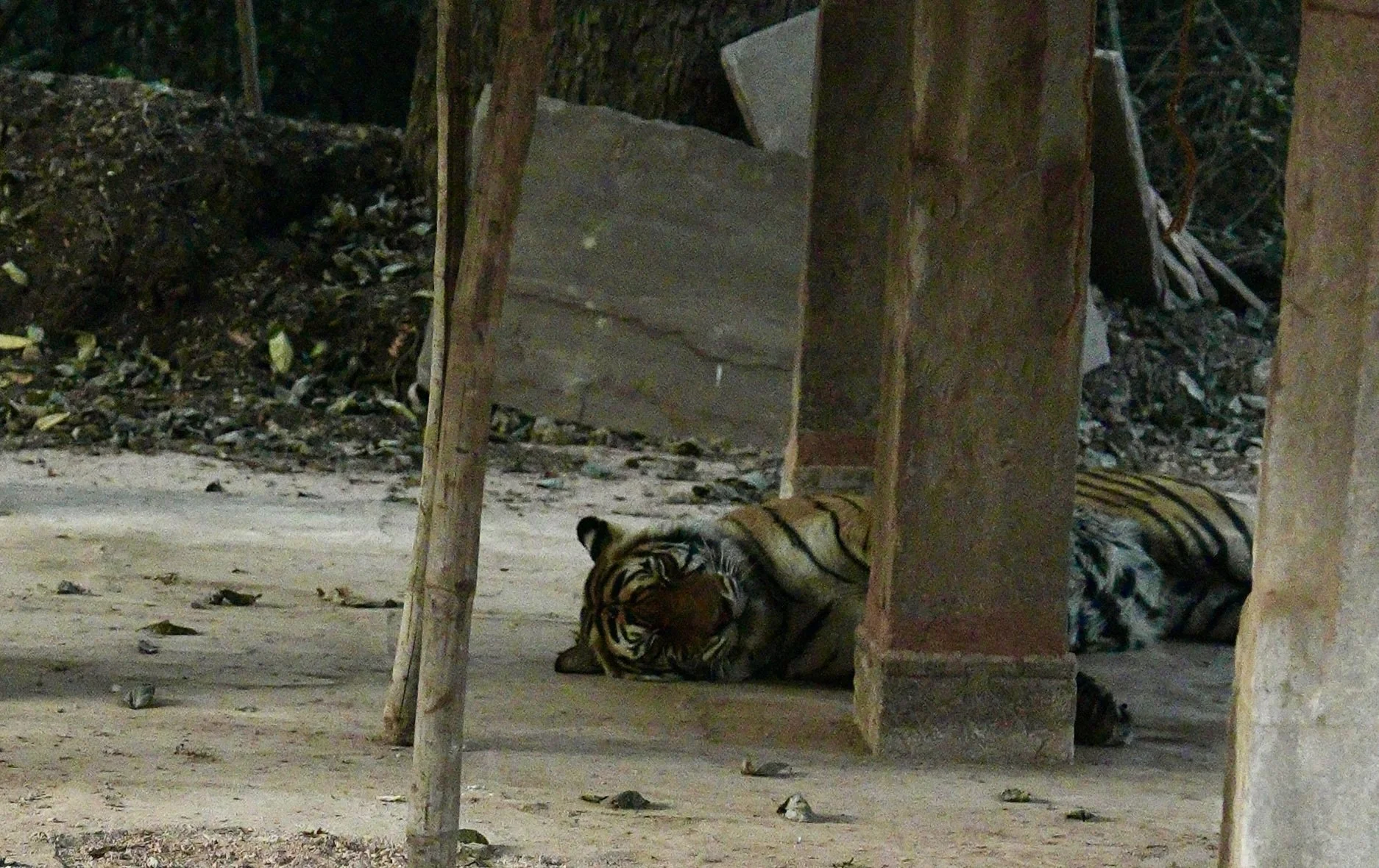Bengal tiger asleep near park gate Ranthambore National Park