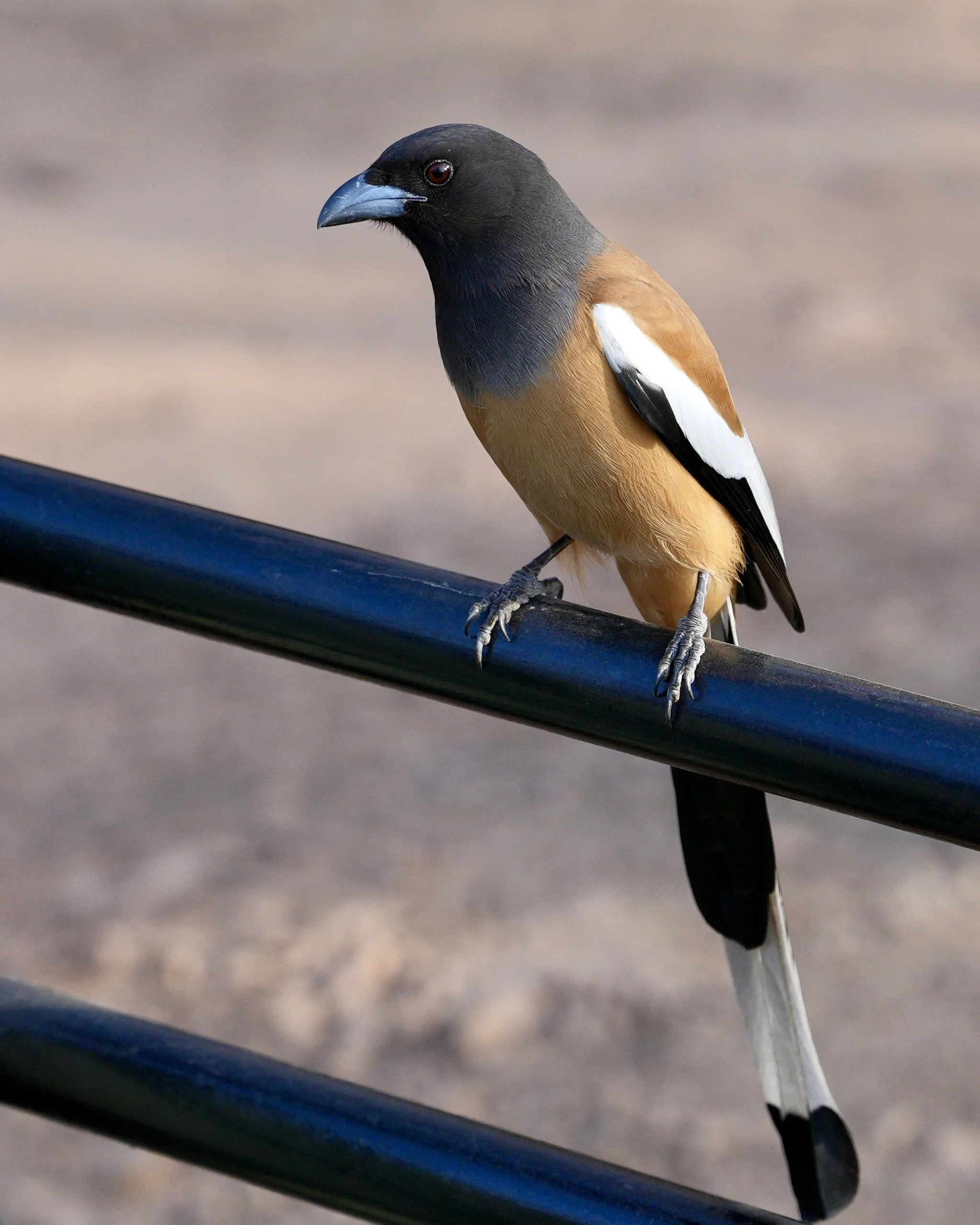 Rufous treepie bird in Ranthambore National Park India