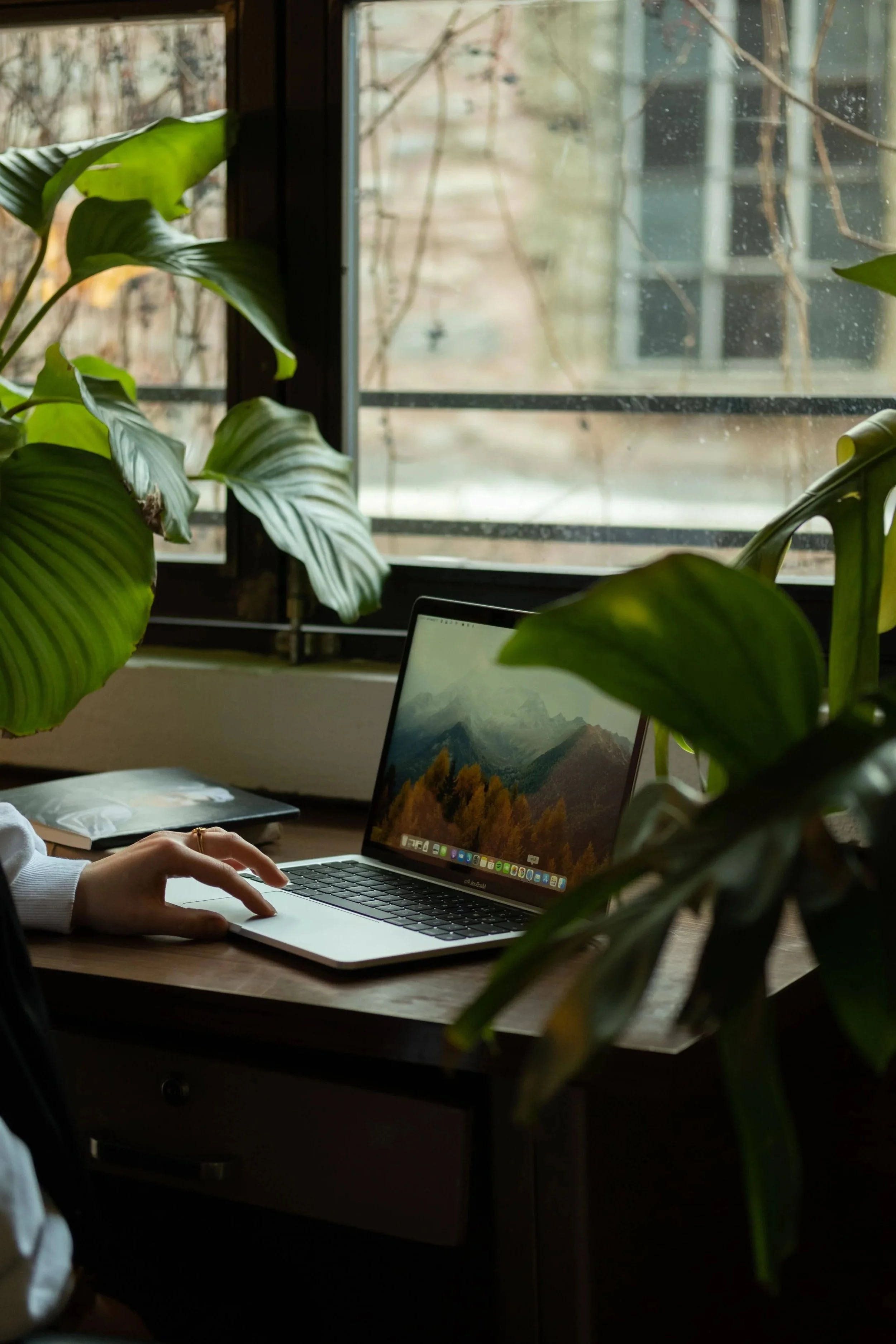 Person working on a laptop at a desk with large green houseplants, near a window with an outdoor view.