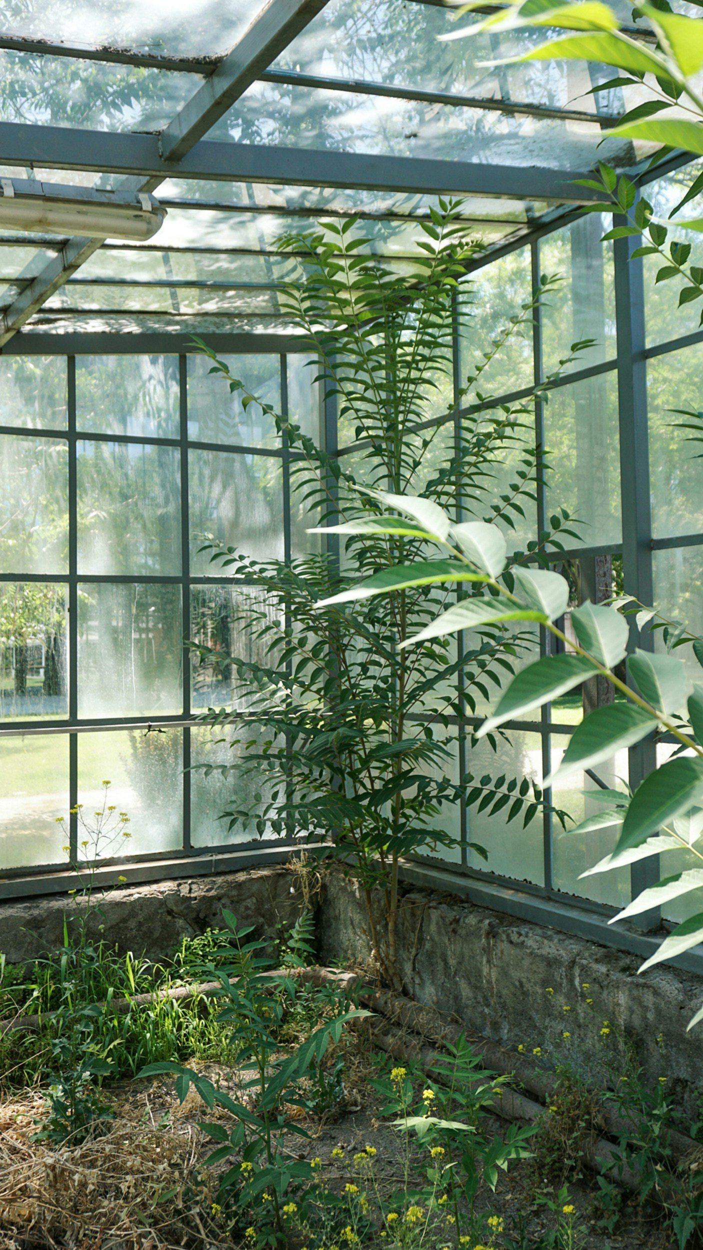 A tall green leafy plant inside a glass greenhouse with a metal frame, sunlight filtering through the glass panels, and small yellow flowers growing in the soil at the base.