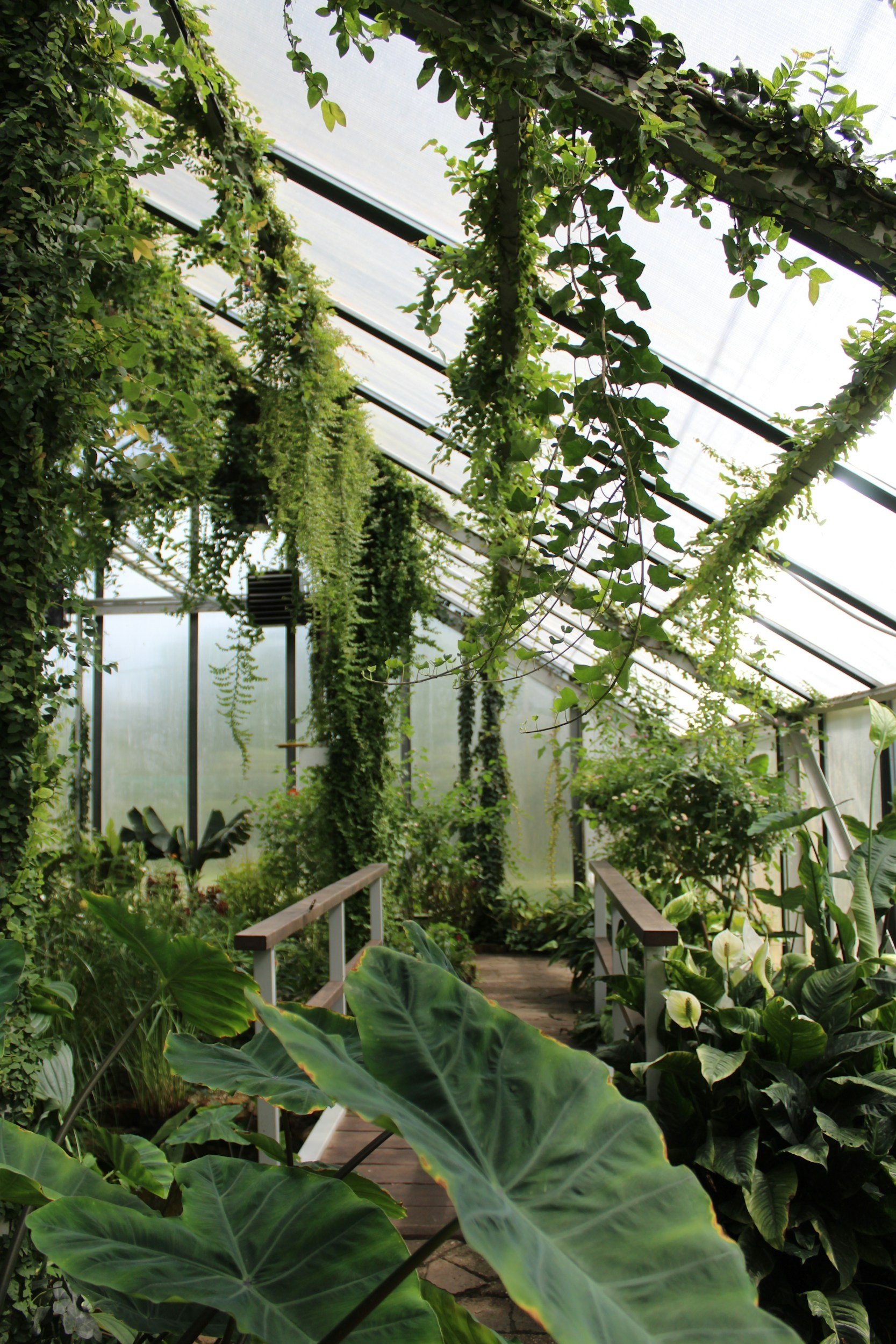 Inside a greenhouse, various green plants and hanging vines stretch along the glass roof, with a small wooden walkway leading through lush foliage.