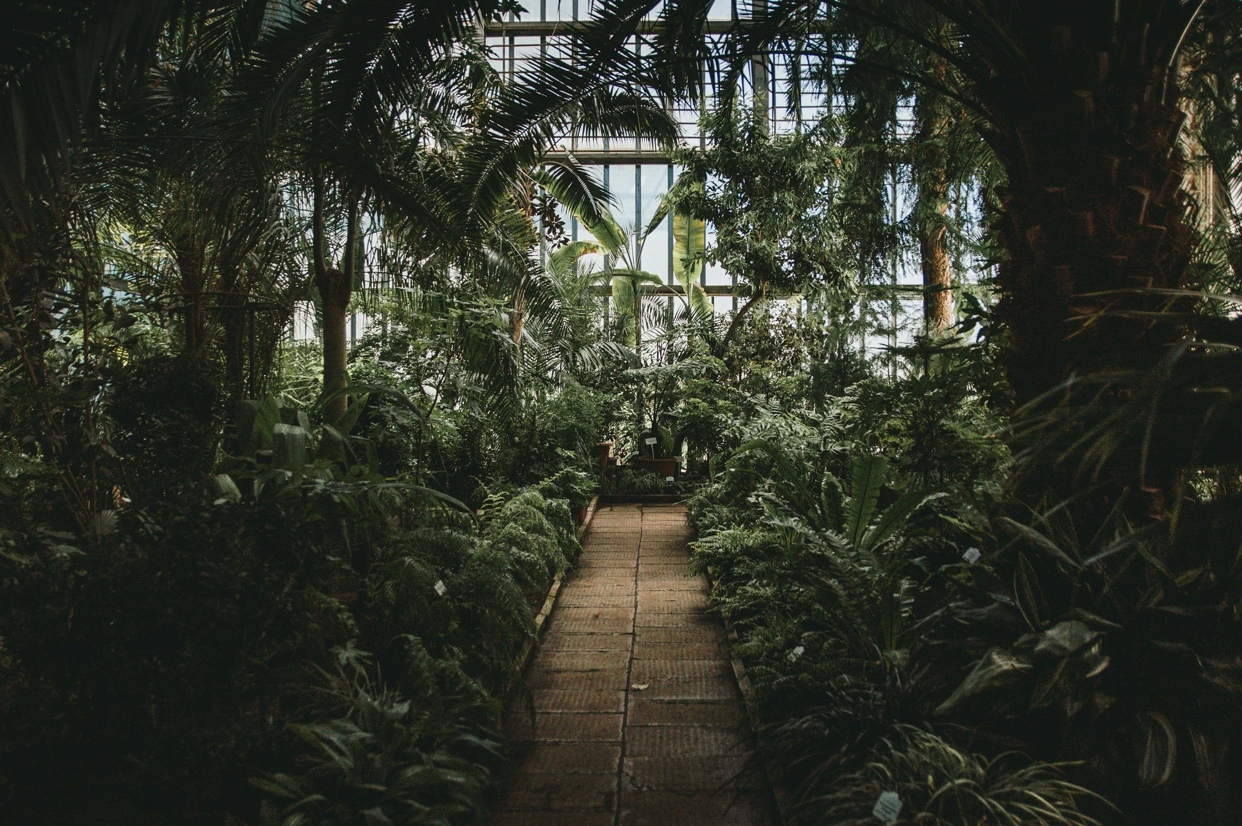 Interior of a lush green botanical greenhouse with tropical plants and trees. A pathway runs through the dense foliage, with glass panels visible at the top letting in natural light.