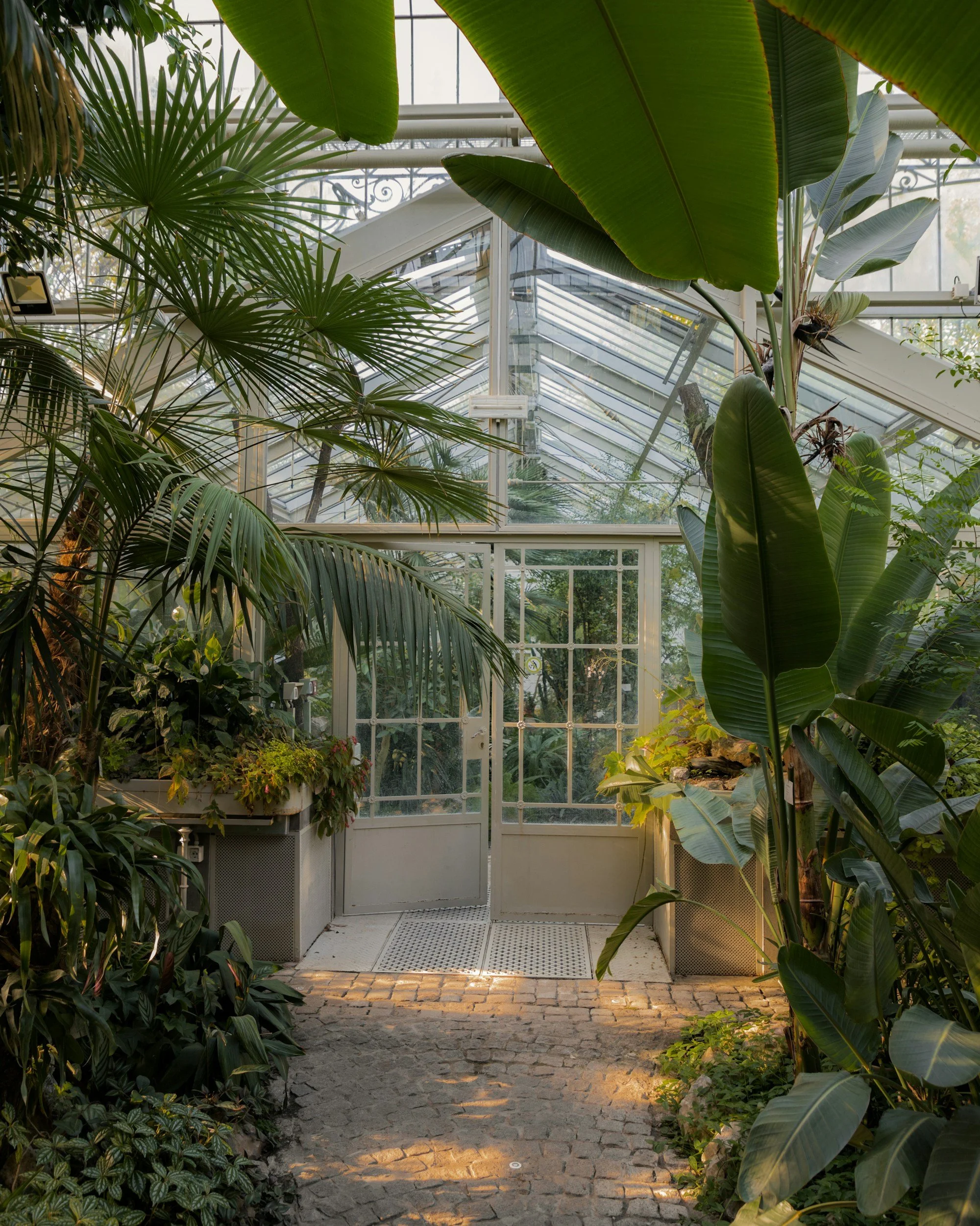 Inside a greenhouse with tropical plants and large green leaves, glass walls and ceiling, a white door at the center, and a cobblestone pathway leading outside.