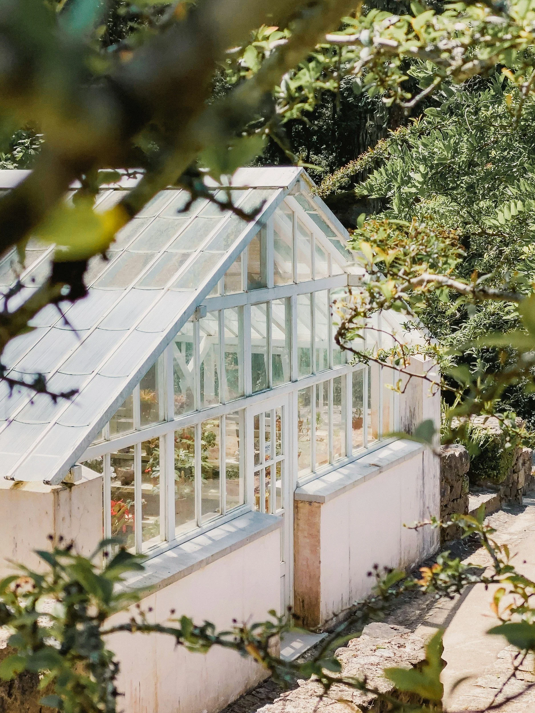 A greenhouse with glass panels surrounded by trees and shrubs, viewed through branches and leaves.