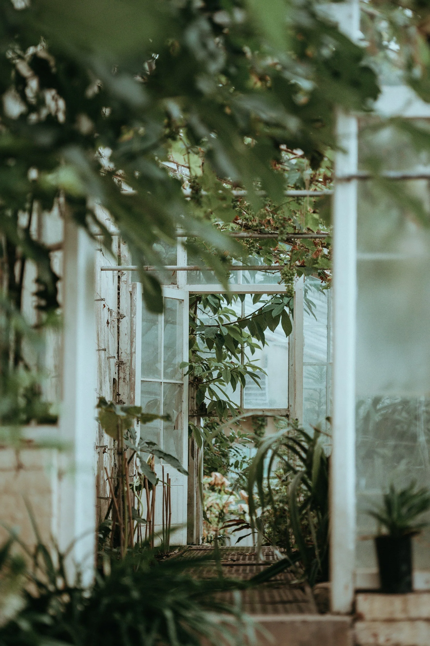 A greenhouse or plant nursery with white metal framing and lush green plants growing inside.
