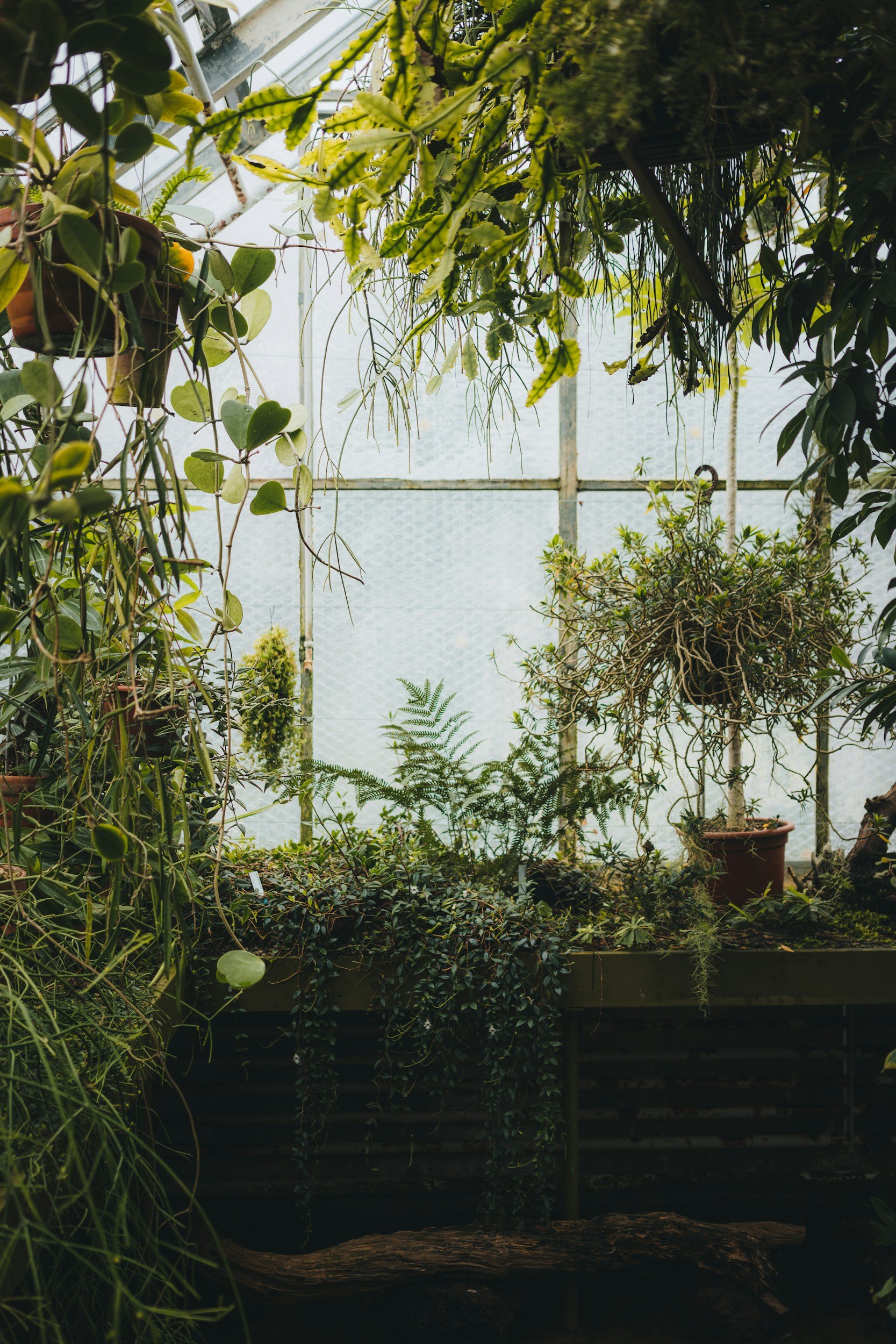 Interior of a greenhouse with various potted plants hanging and sitting on shelves, sunlight filtering through. Dense foliage and hanging plants create a lush, green environment.