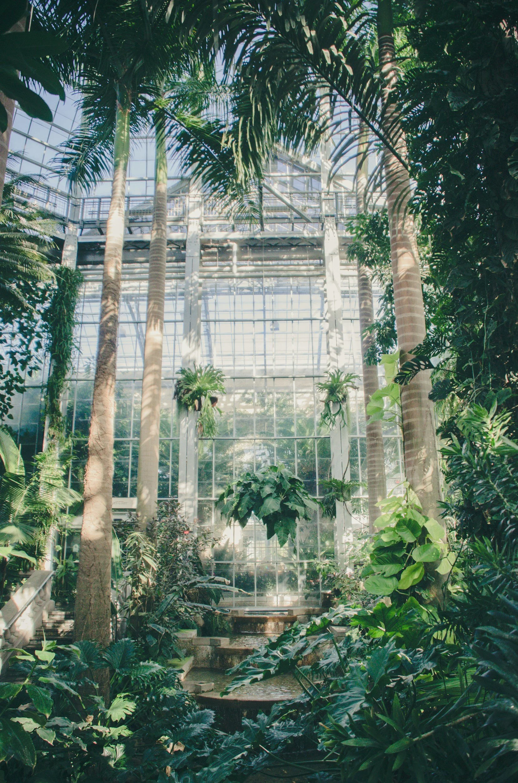 Interior of a lush greenhouse with tall palm trees and dense green plants, sunlight filtering through glass ceiling and walls.