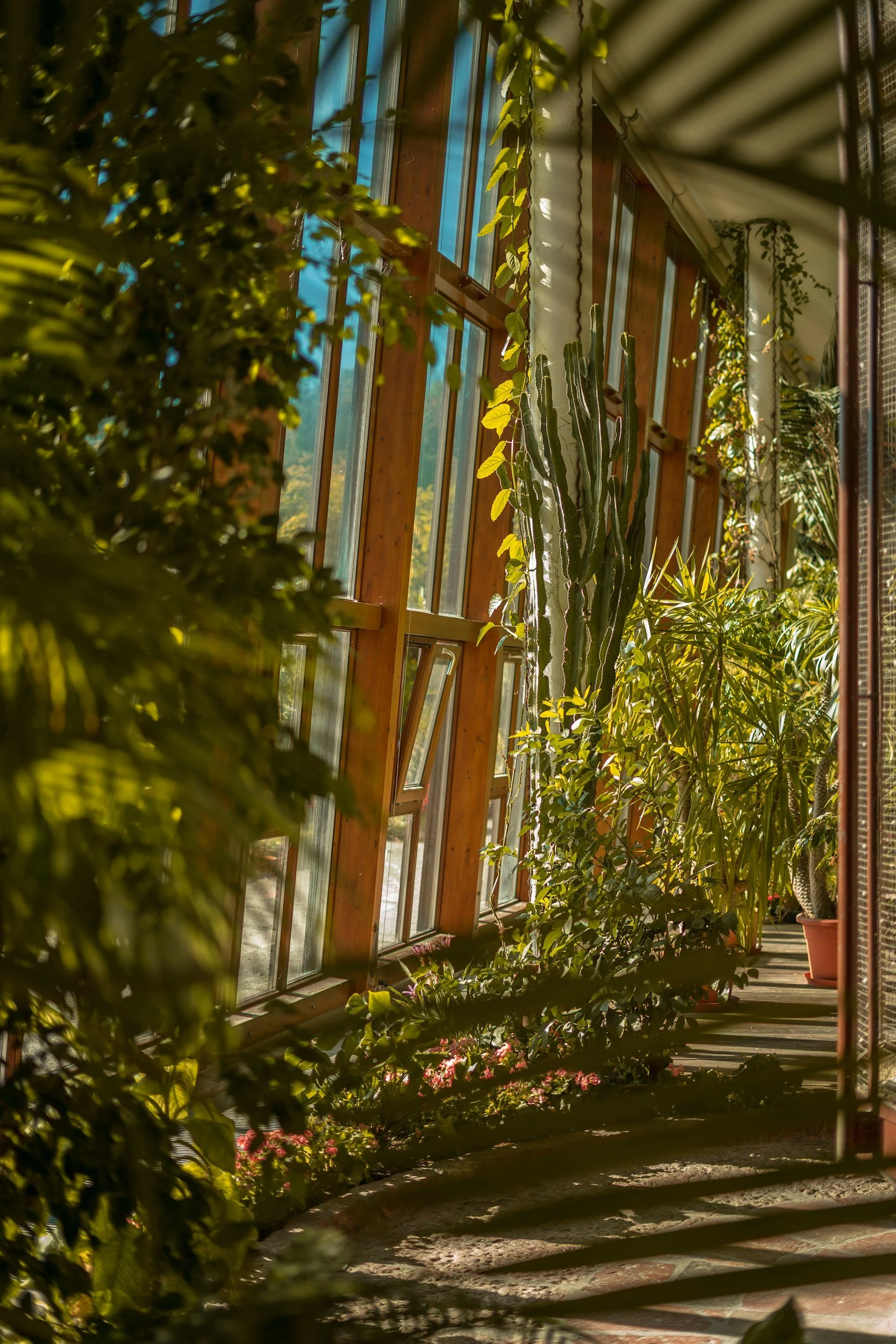 View of a greenhouse or conservatory interior with sunlight coming through large glass windows, filled with various green plants including cactus and flowering plants, and a curved stone or concrete pathway along the side.