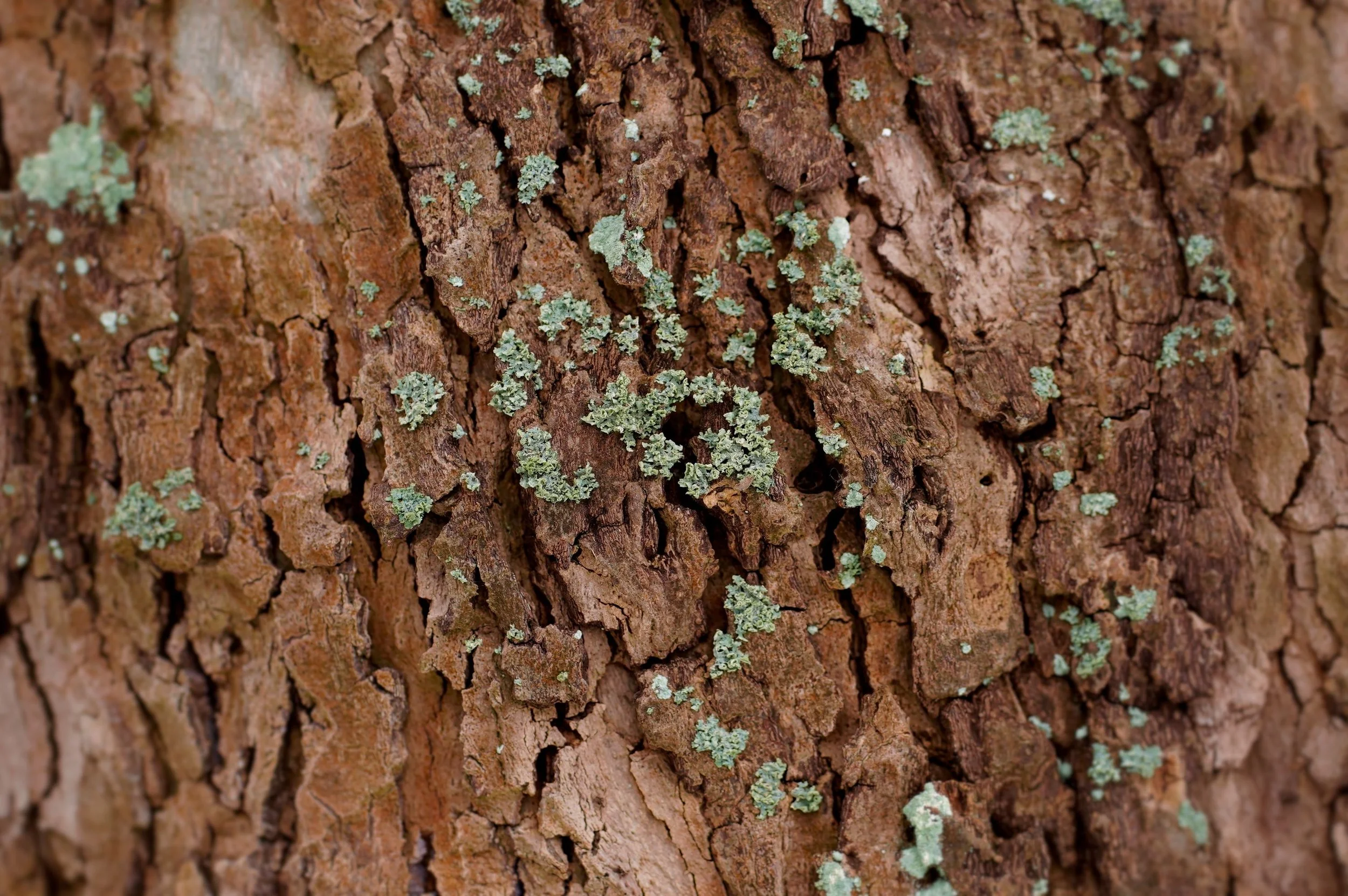 Close-up of tree bark with patches of green lichen.