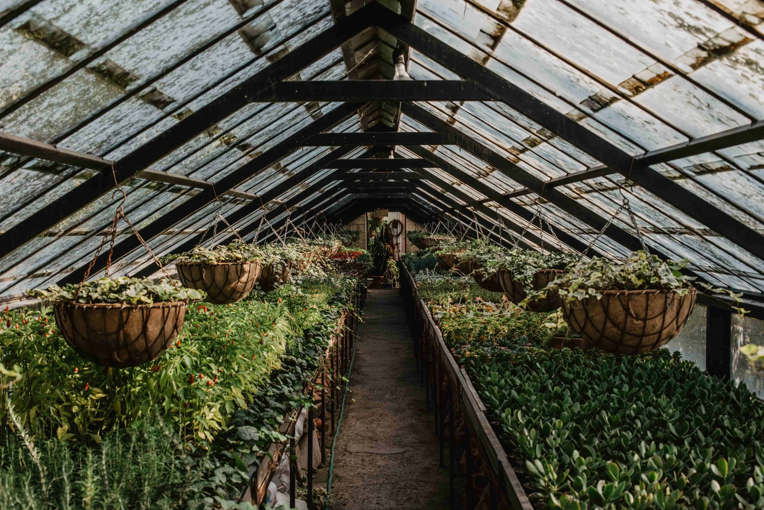 Inside a greenhouse with hanging baskets filled with plants and row after row of various plants growing on raised beds.