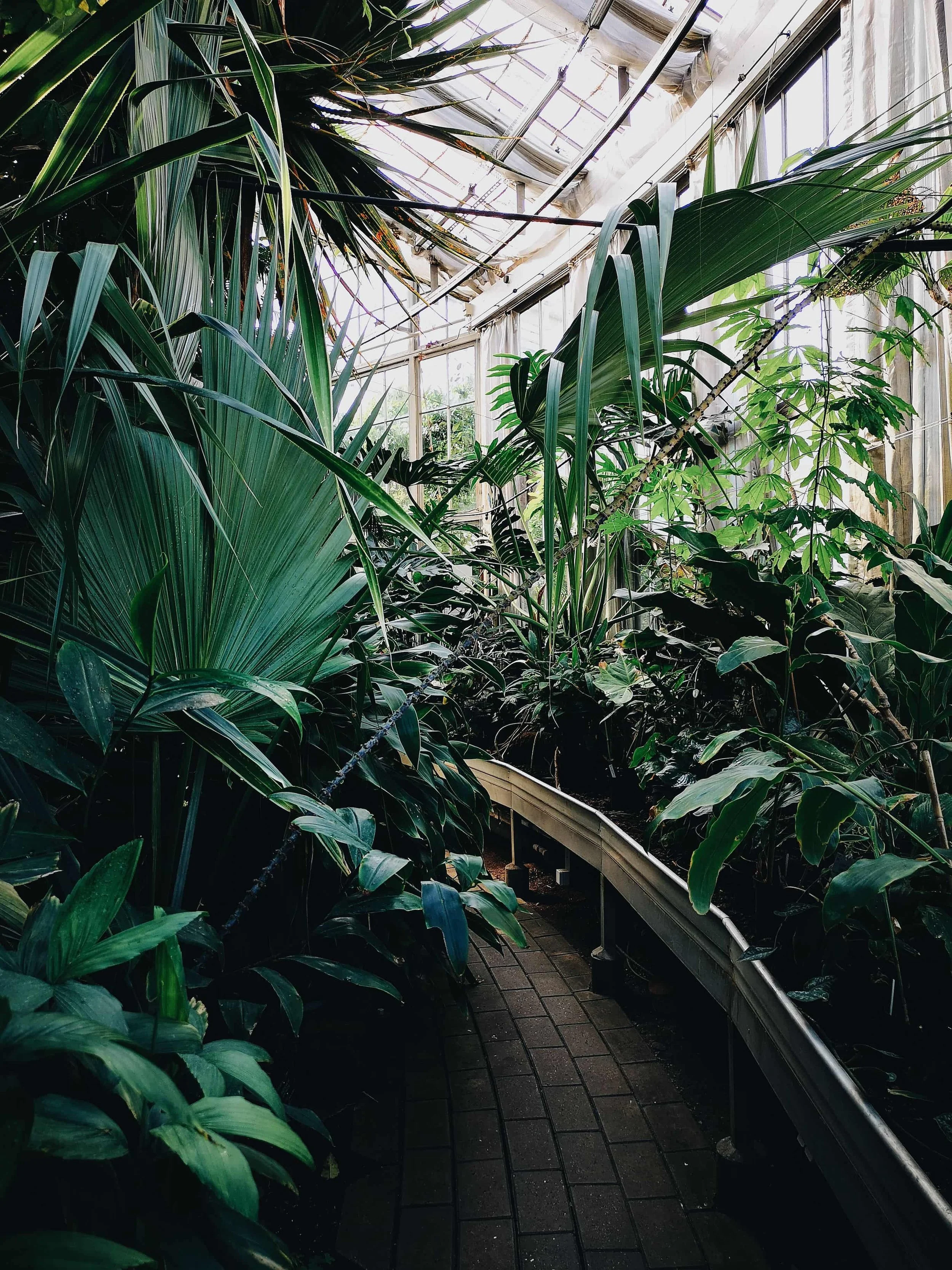 Indoor greenhouse with lush green tropical plants and a curved pathway, glass ceiling and large windows letting in natural light.