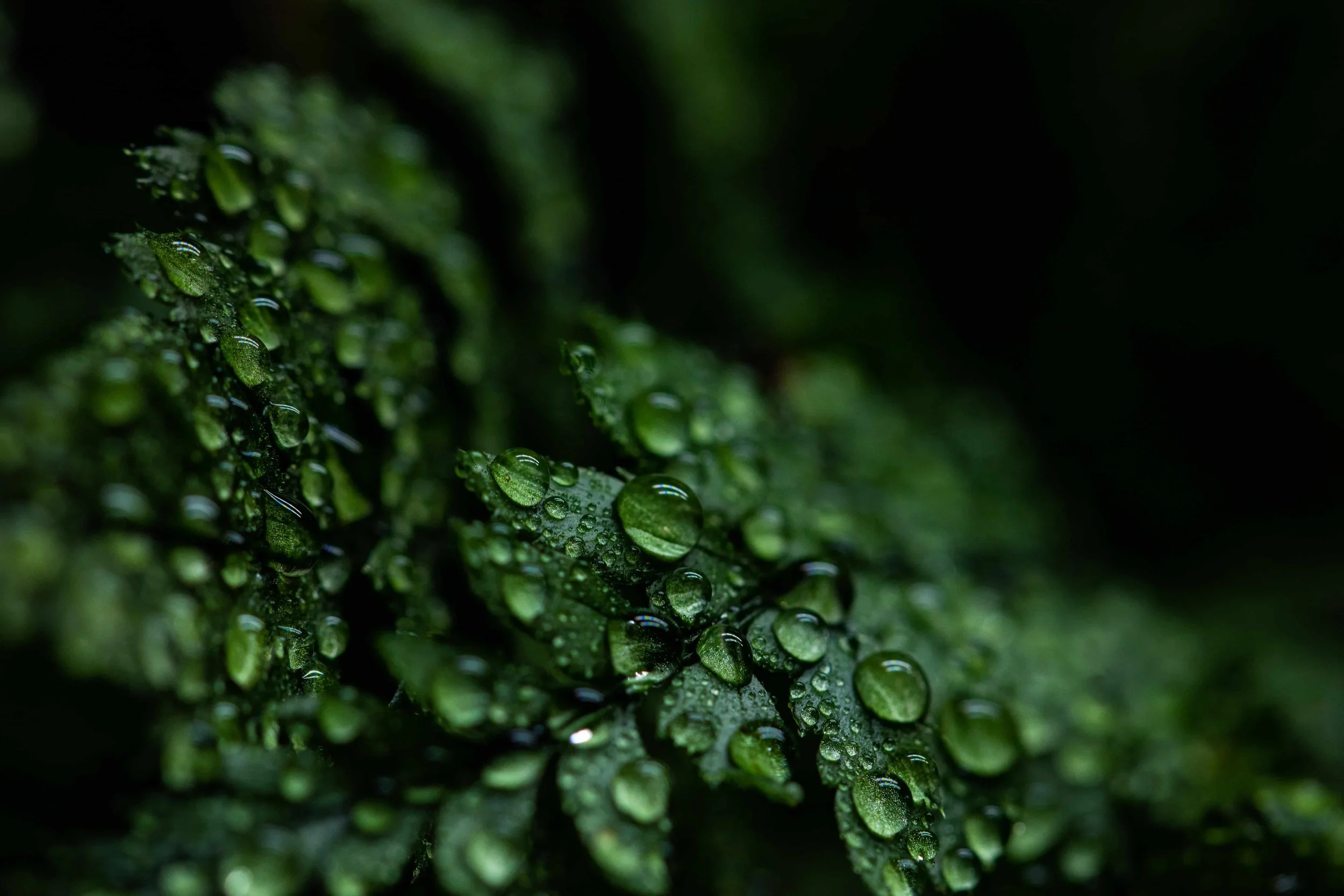 Close-up of green moss with water droplets on it.