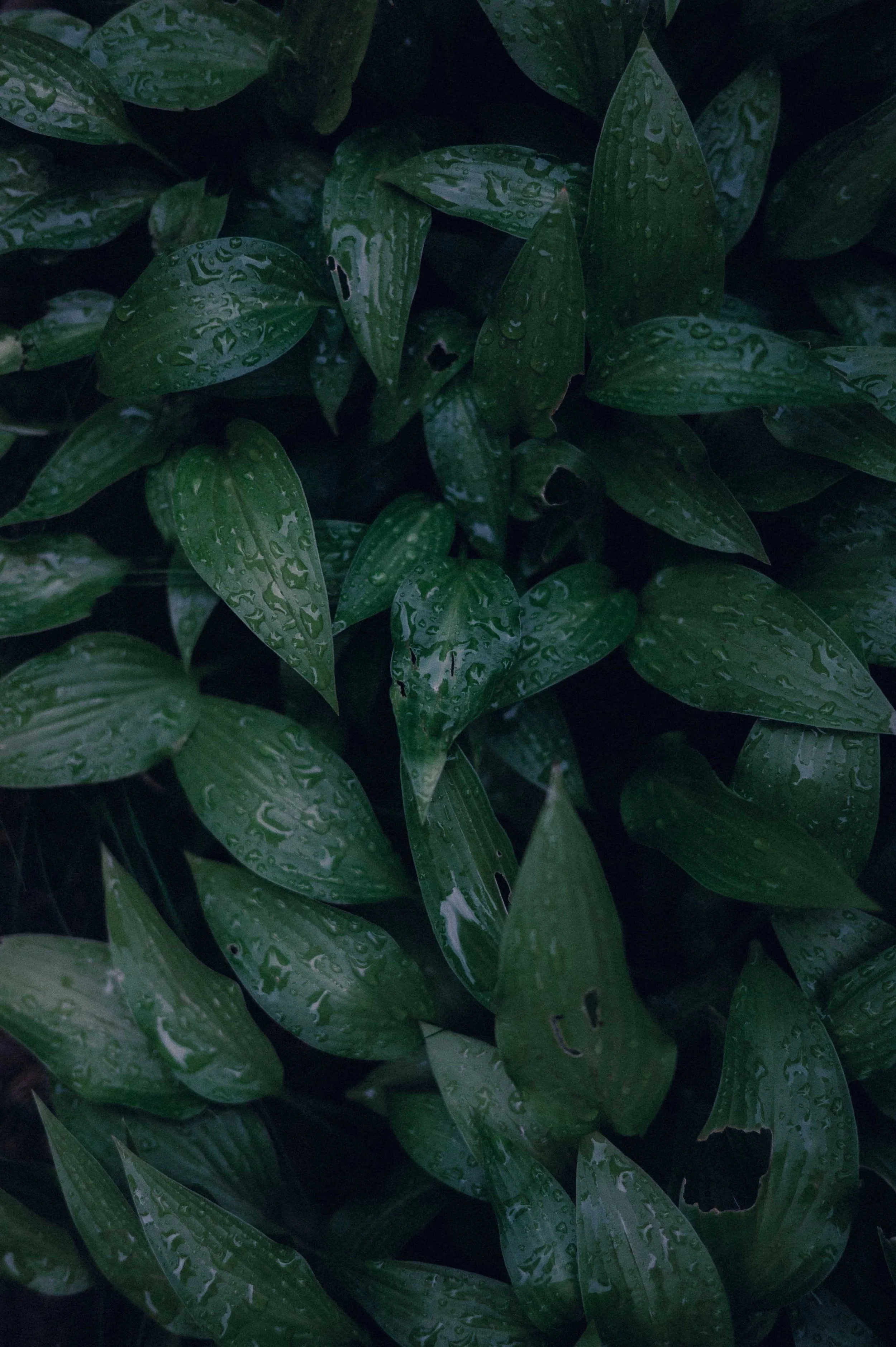 Close-up of green leaves with water droplets on them