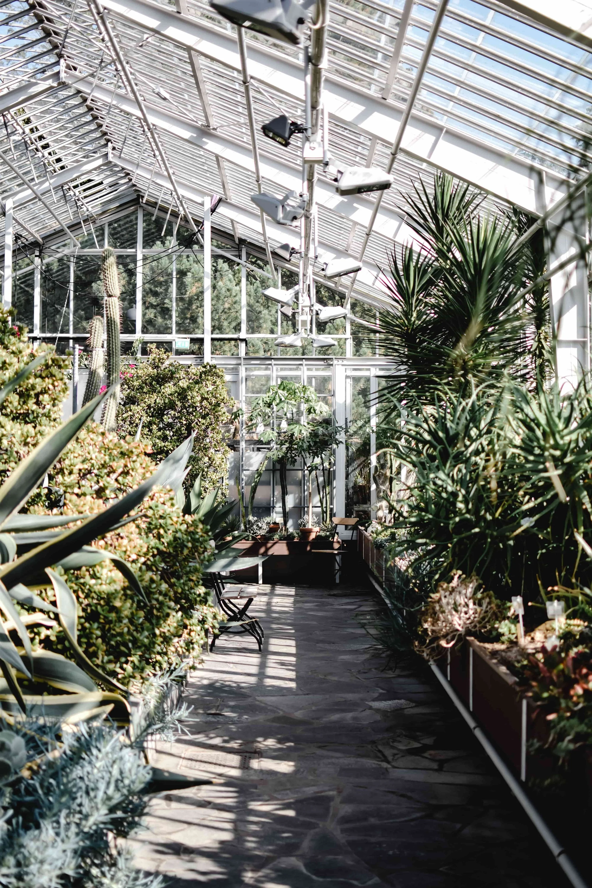 Indoor greenhouse with glass ceiling and various green plants, including cacti and succulents, with a pathway and benches.