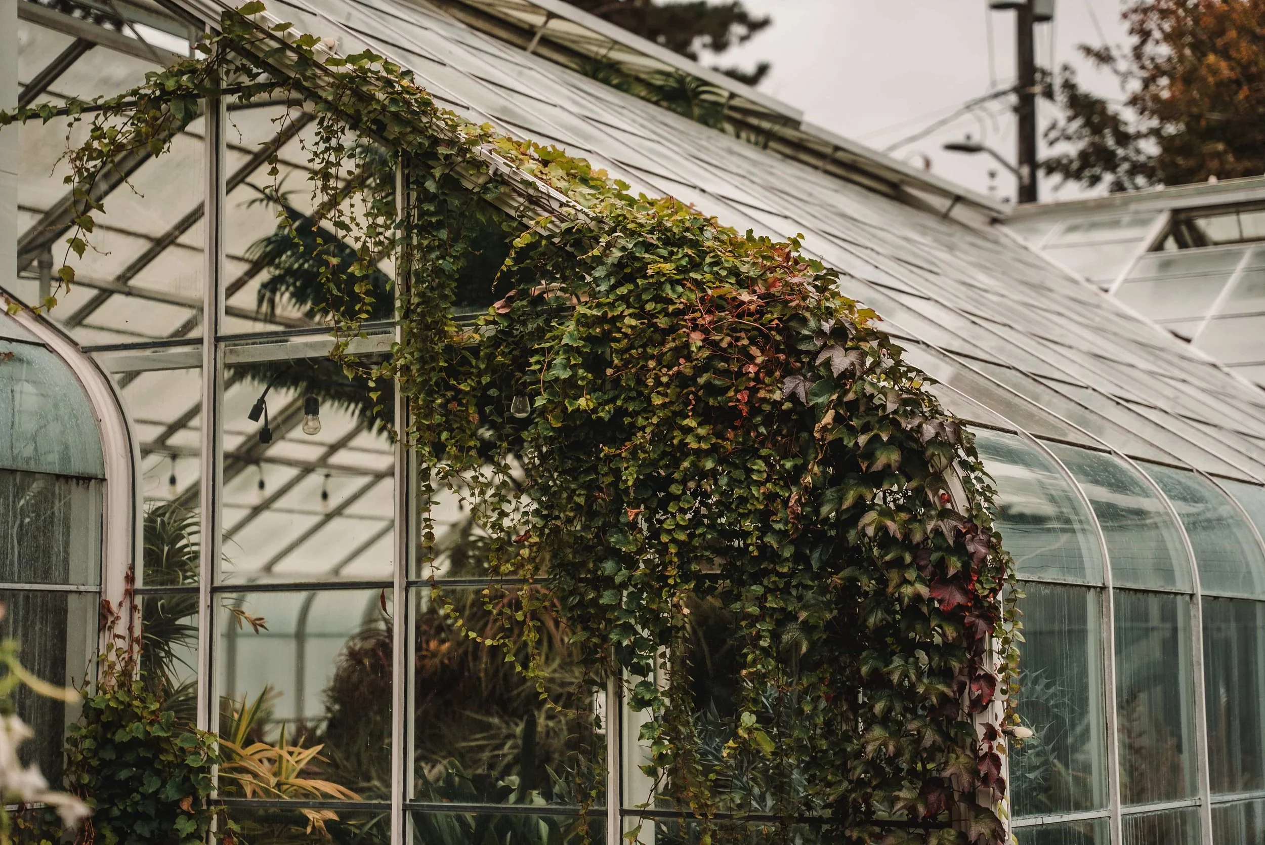 A greenhouse with glass panels and metal framing, covered partly with lush green ivy climbing up the structure, with other plants visible inside.