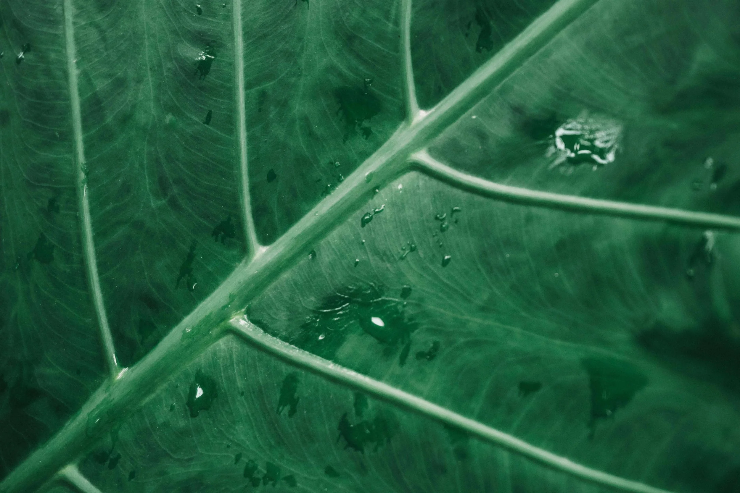 Close-up view of a green tropical leaf with visible veins and water droplets on its surface.