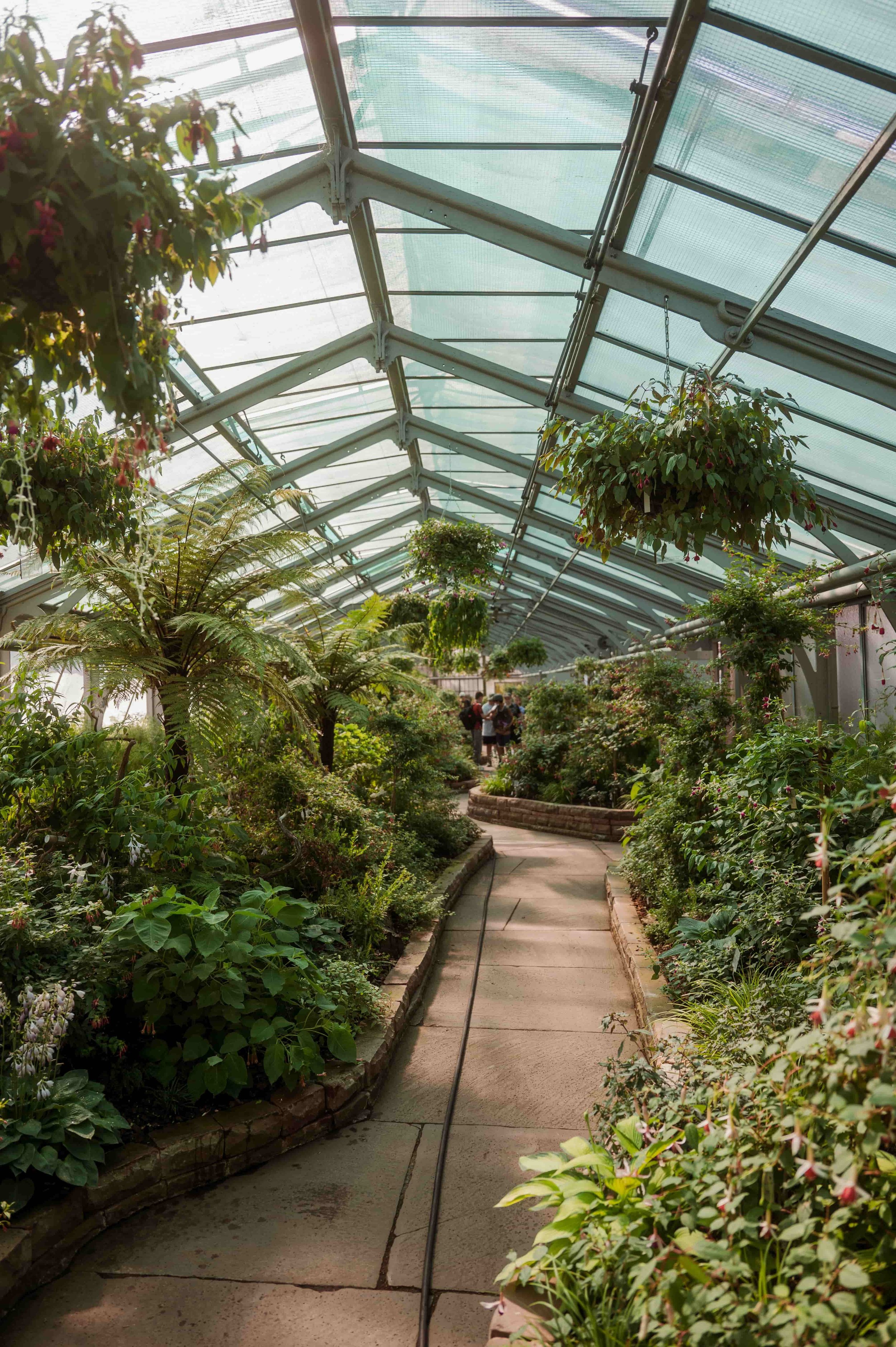 Inside a greenhouse with tall green plants and hanging flower baskets, a curved concrete pathway runs through the lush greenery, with a group of people walking in the distance.
