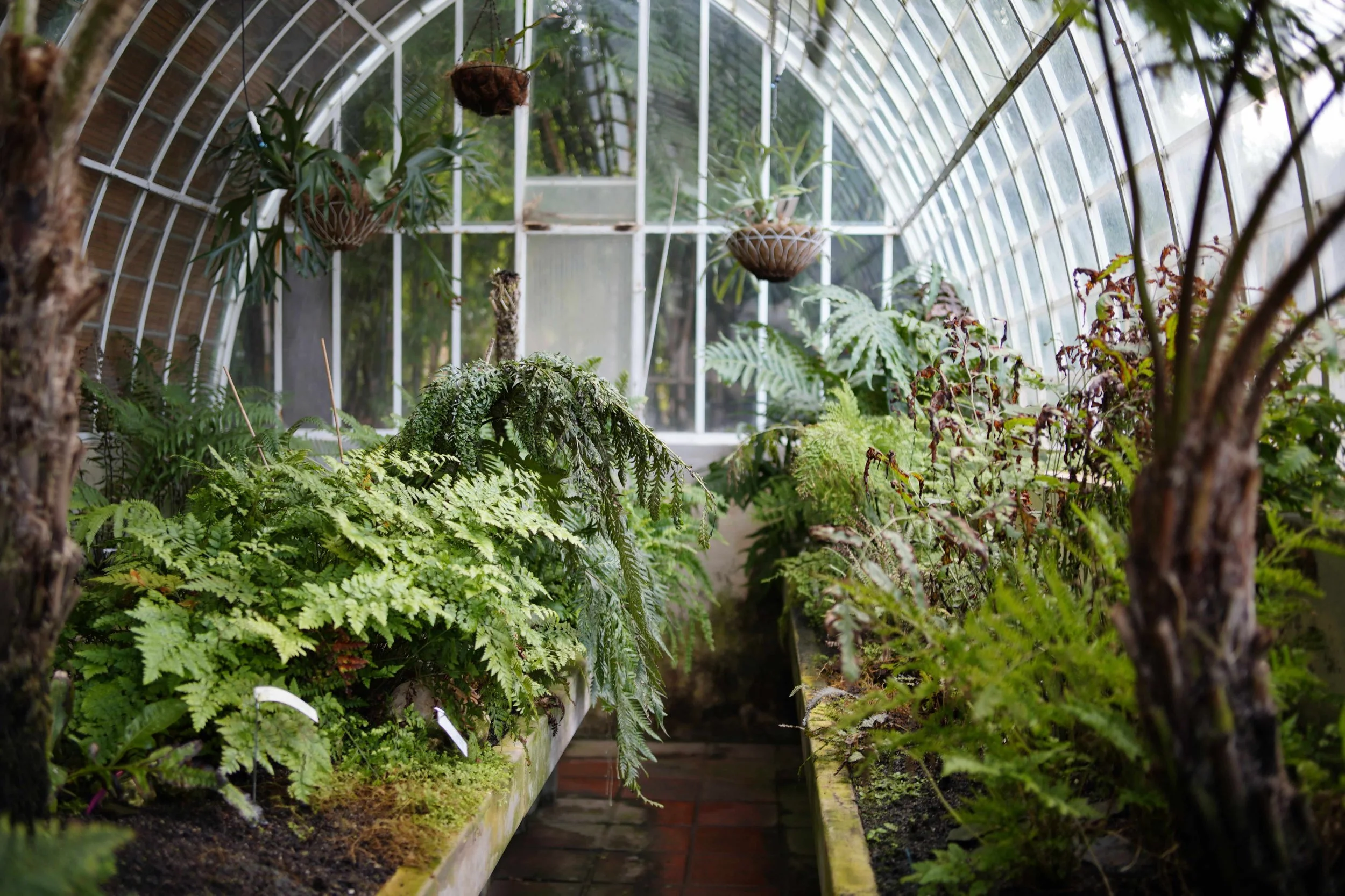 A lush greenhouse filled with various green ferns and leafy plants, with sunlight streaming through glass panels of the arched ceiling.