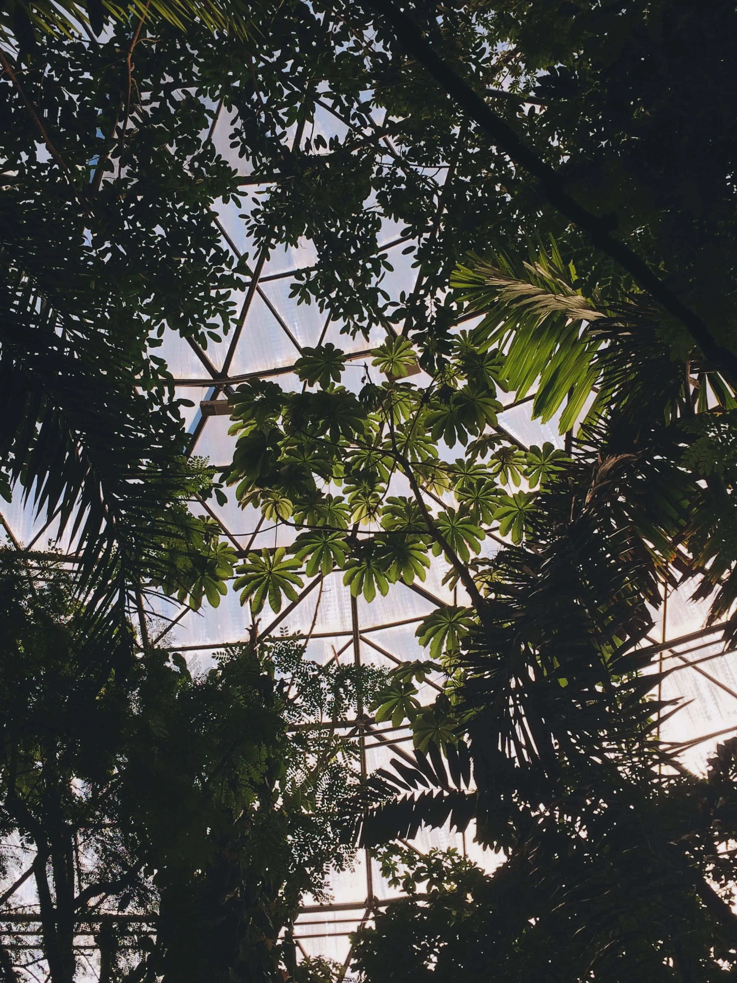 Looking up through the glass roof of a greenhouse, with various green leafy plants and trees visible against the sky.