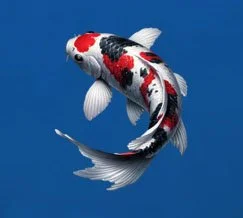 Royal Blue Blob on head koi.jpg