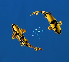 Gold Koi