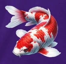 Purple  Red & White Koi.jpg