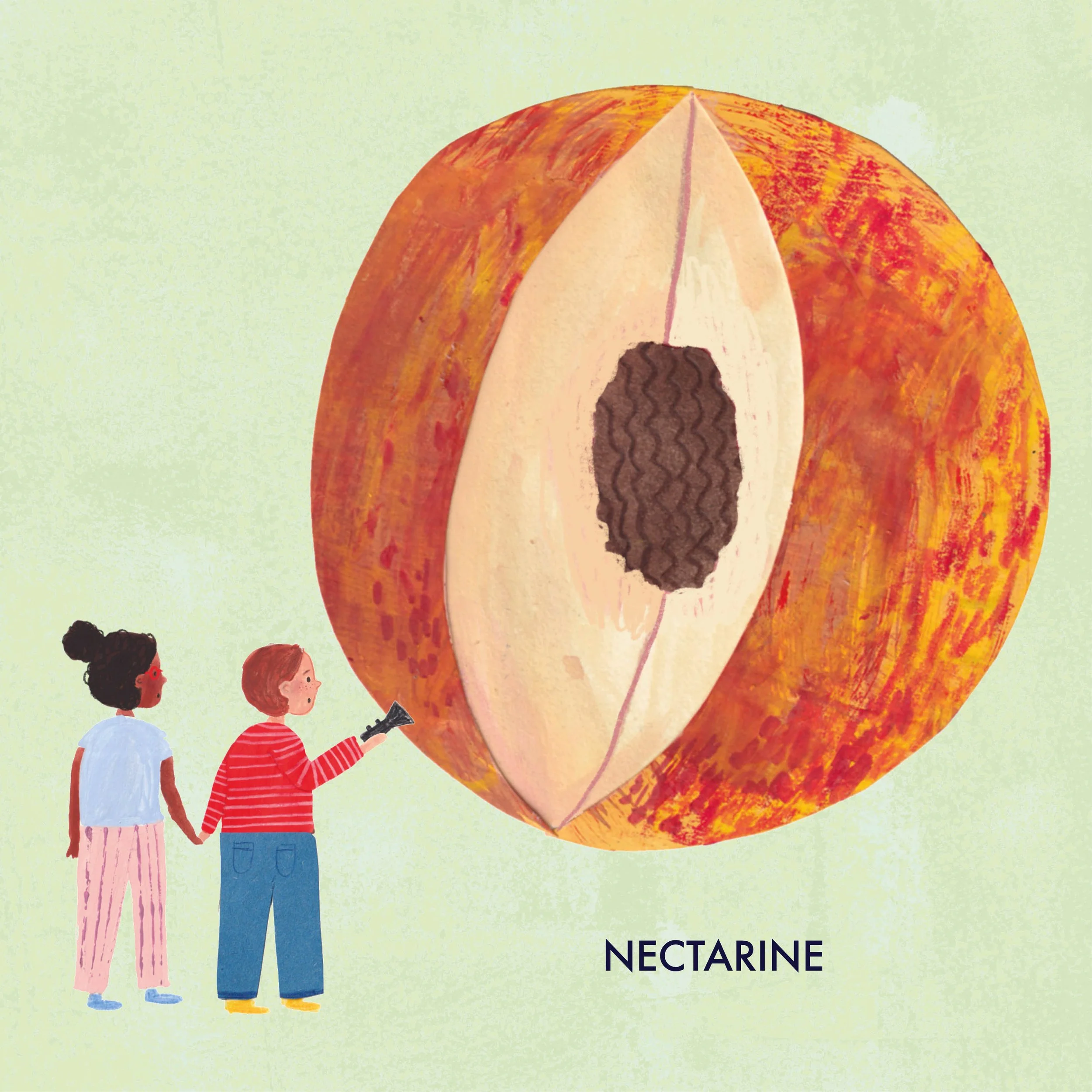 Illustration of a large nectarine cut in half, with two children looking at it, one holding a magnifying glass.