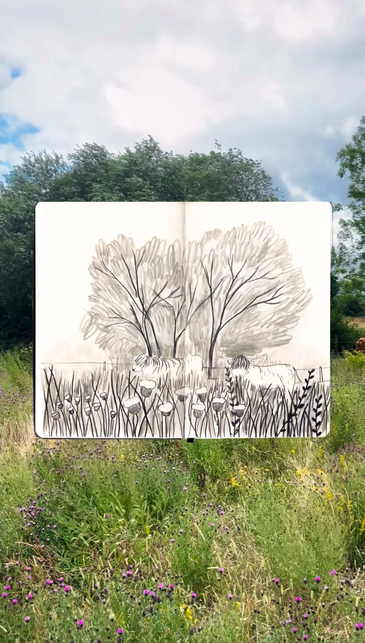 A drawing of a natural scene with two cows among tall grass, mushrooms, and trees in the background, placed in front of a real outdoor landscape with green grass, wildflowers, and trees under a partly cloudy sky.
