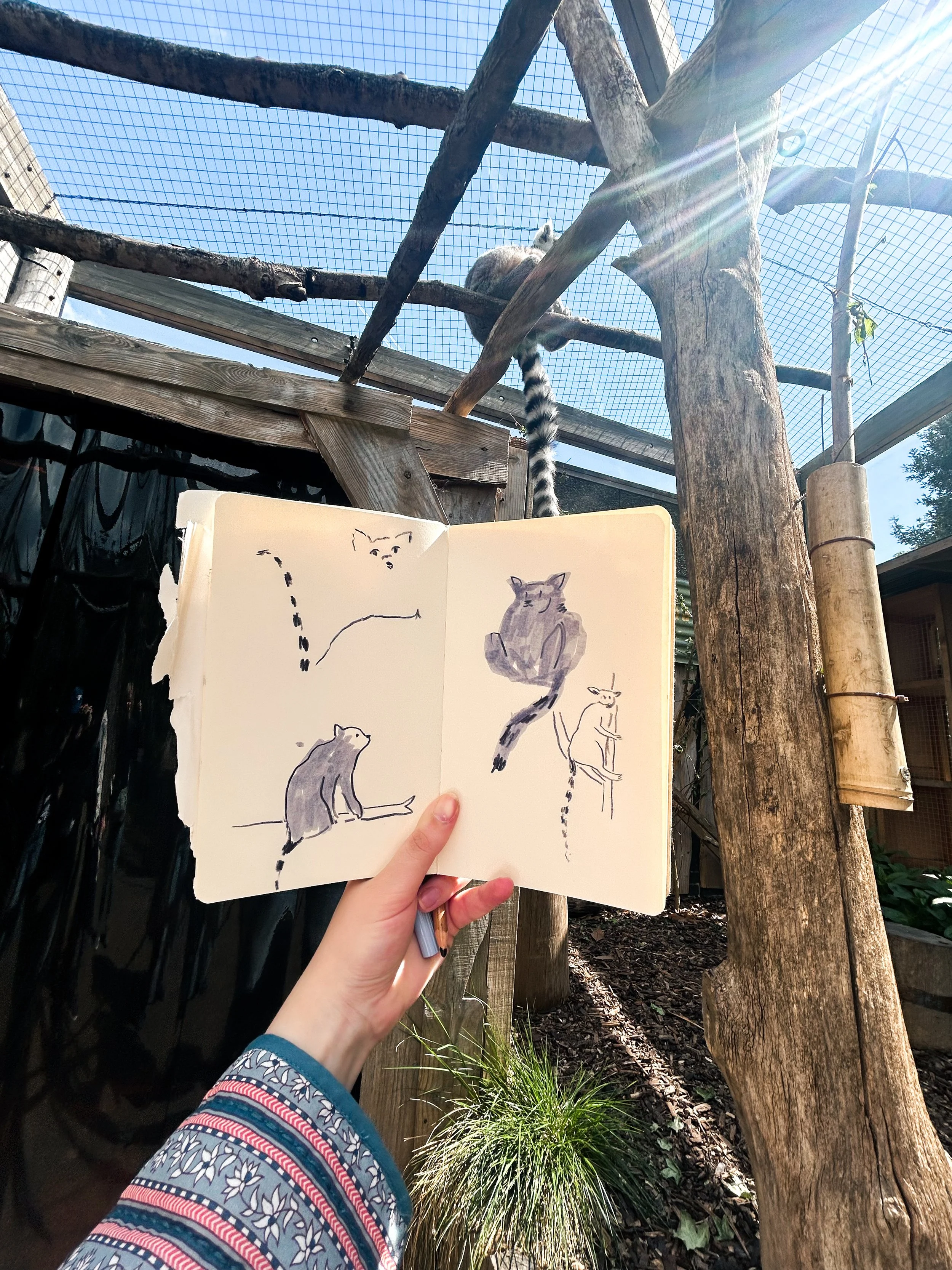 Person holding a sketchbook with drawings of cats, with a real cat climbing a tree in the background inside a fenced outdoor enclosure.