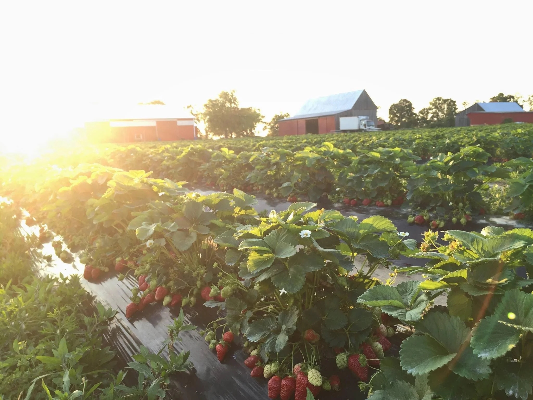 Swann Farms Strawberries