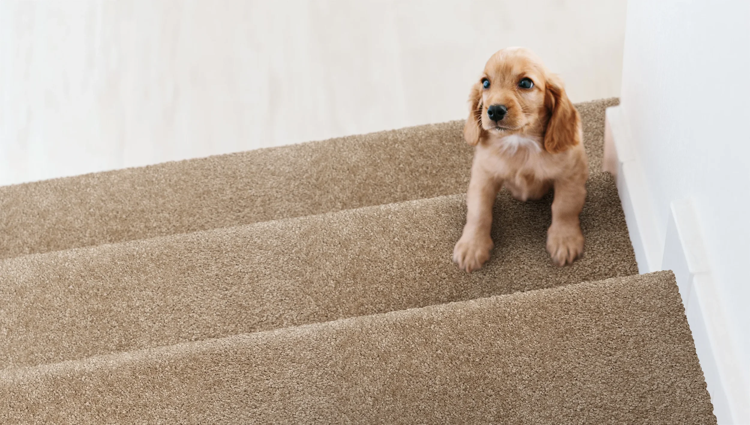Hyannis_Sand_Dog-STAIR.webp