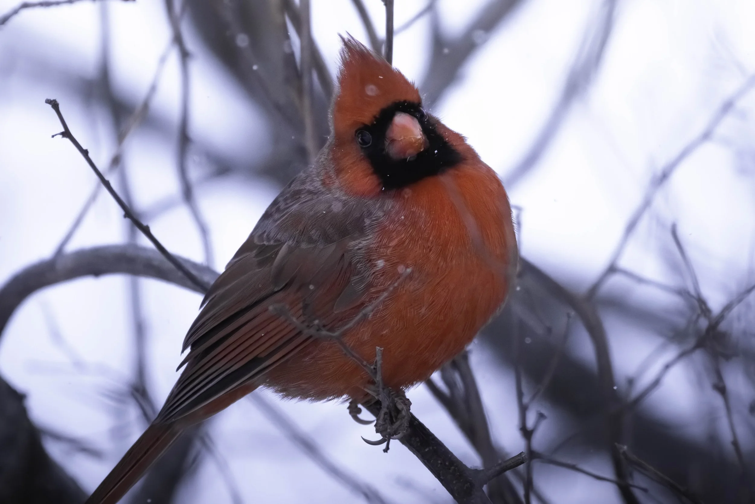 Cardinal-Light Snow Falling