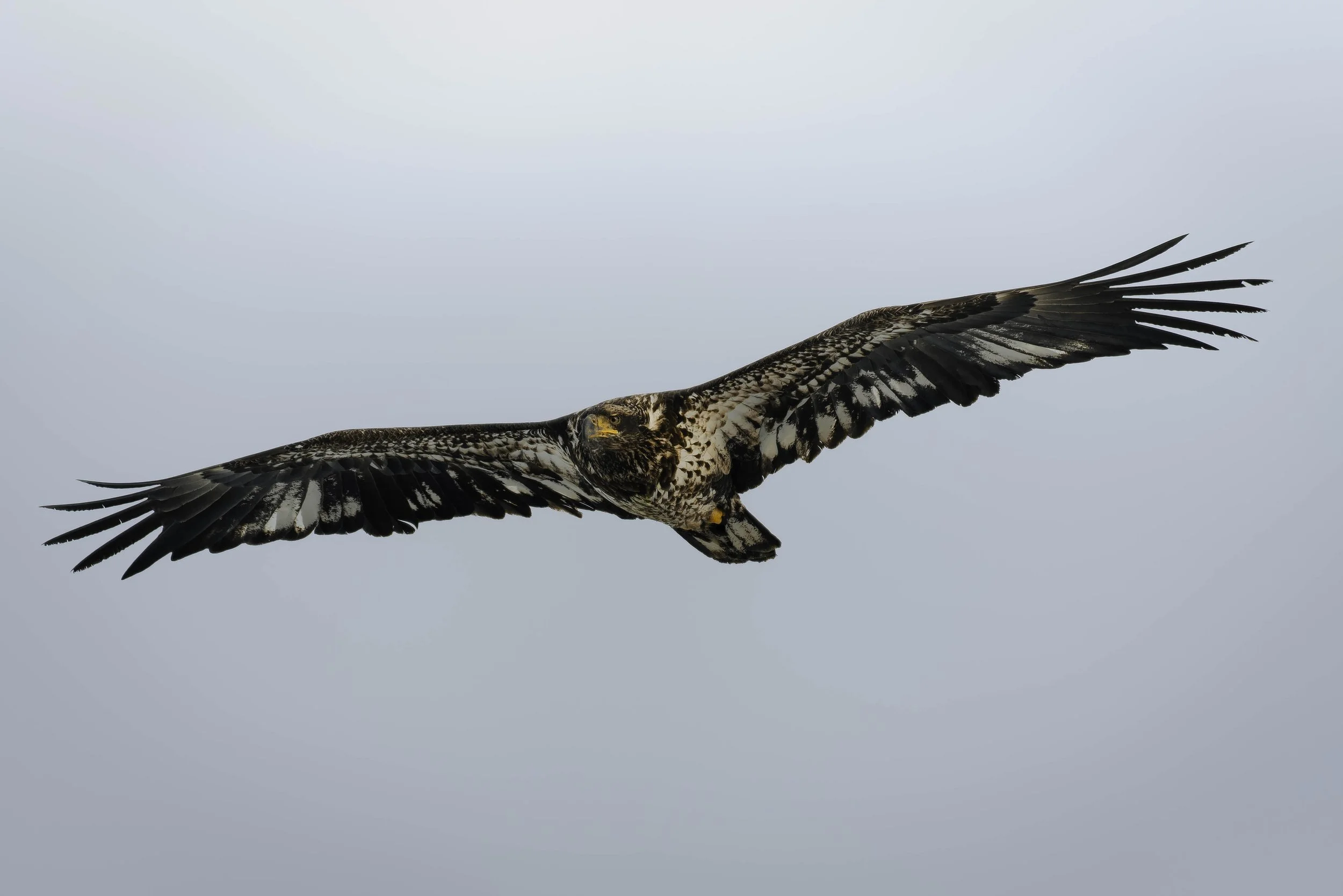 Juvenile Eagle in Flight 