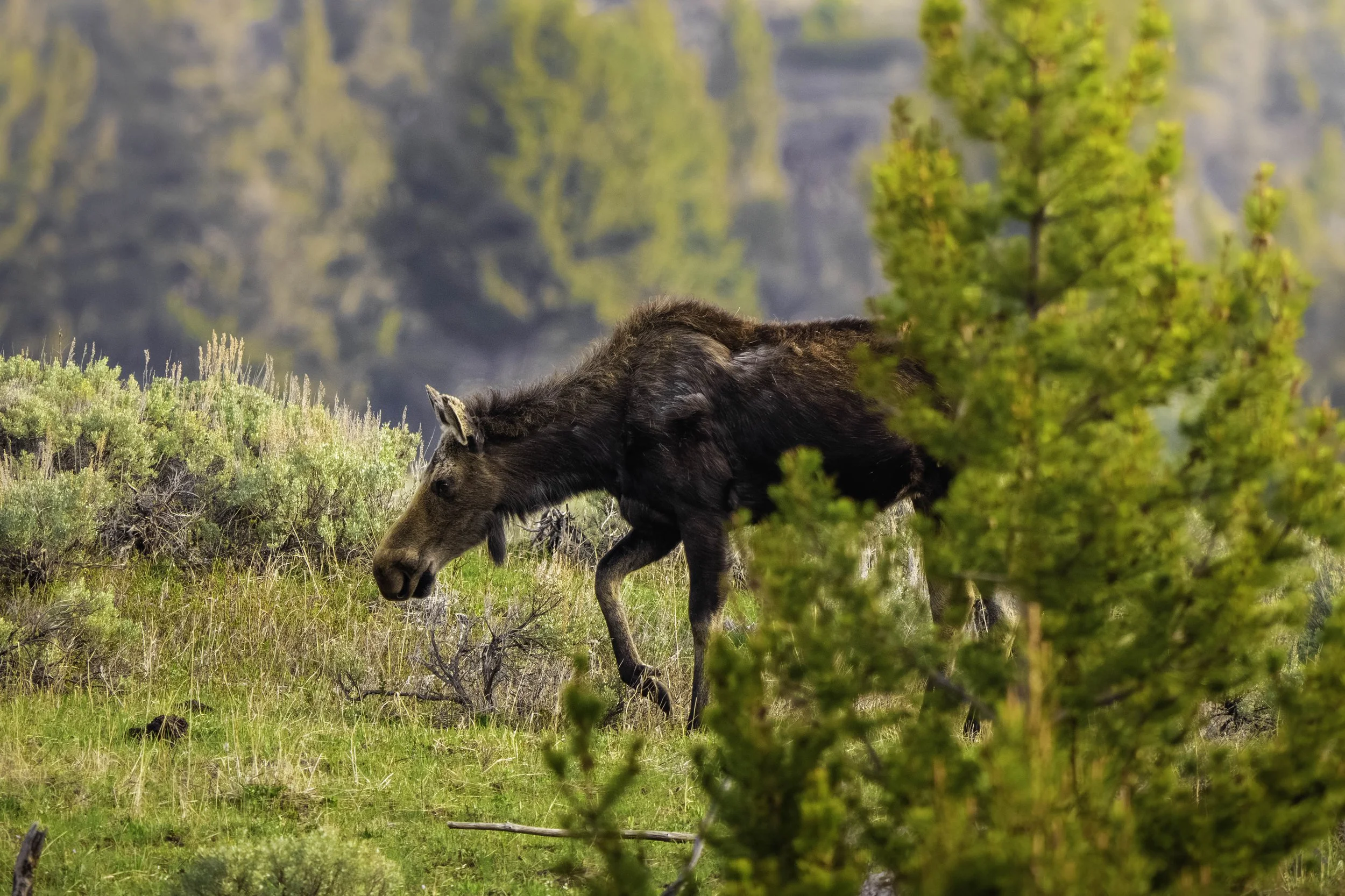 Moose bathed in golden morning light in Yellowstone National Park during spring.
