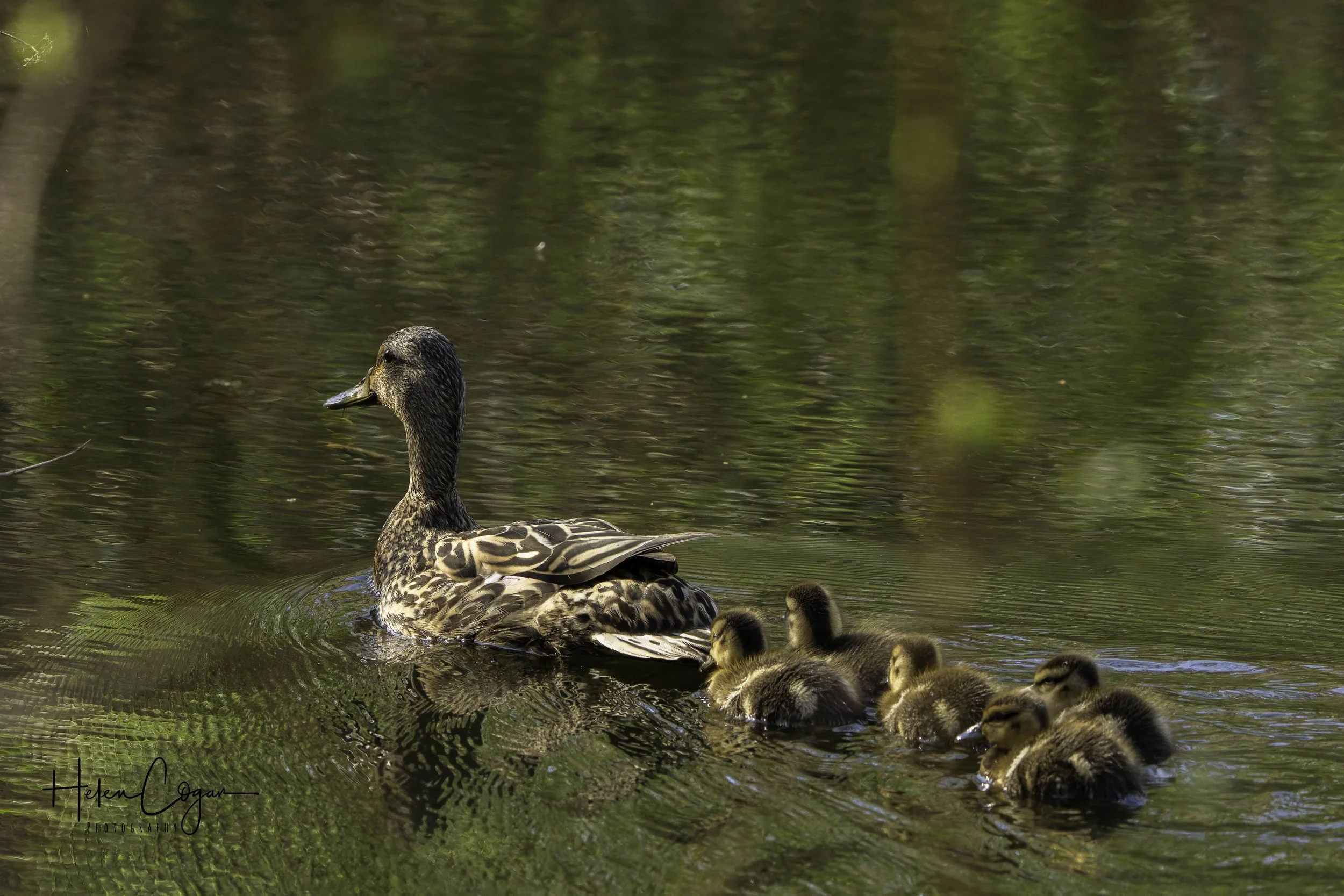 Mother mallard duck swimming across a pond with her ducklings following behind