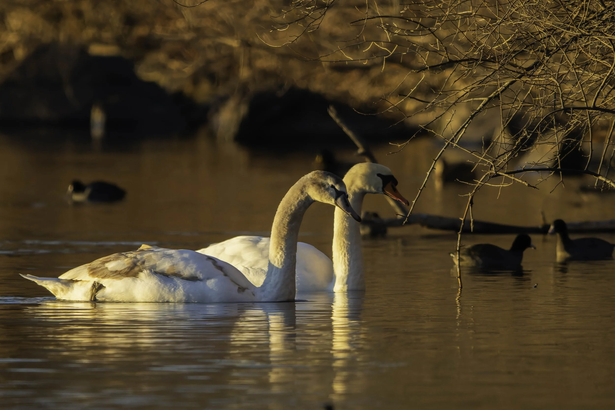 December Swans and the Morning Light