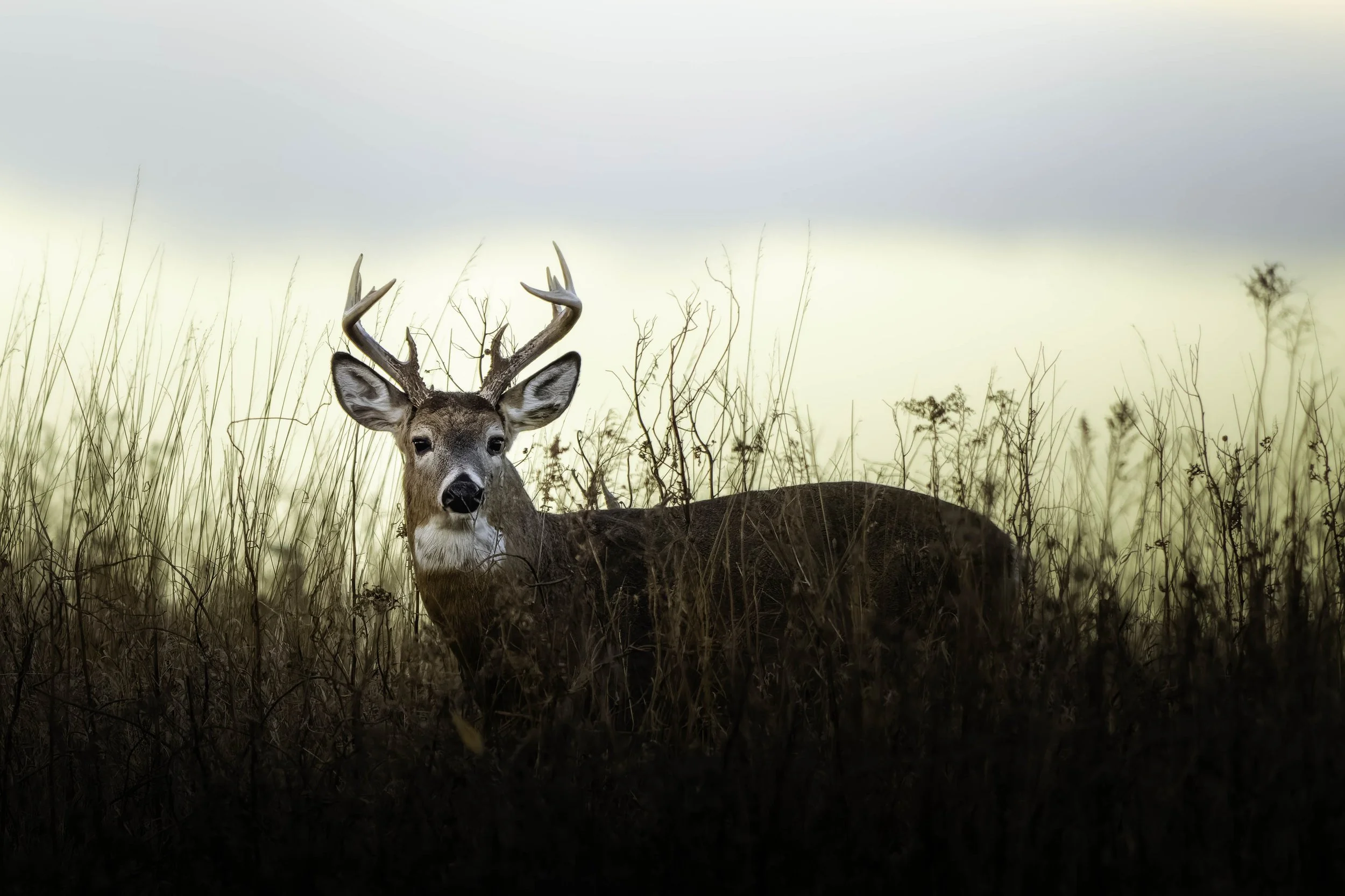 What a Buck Taught Me