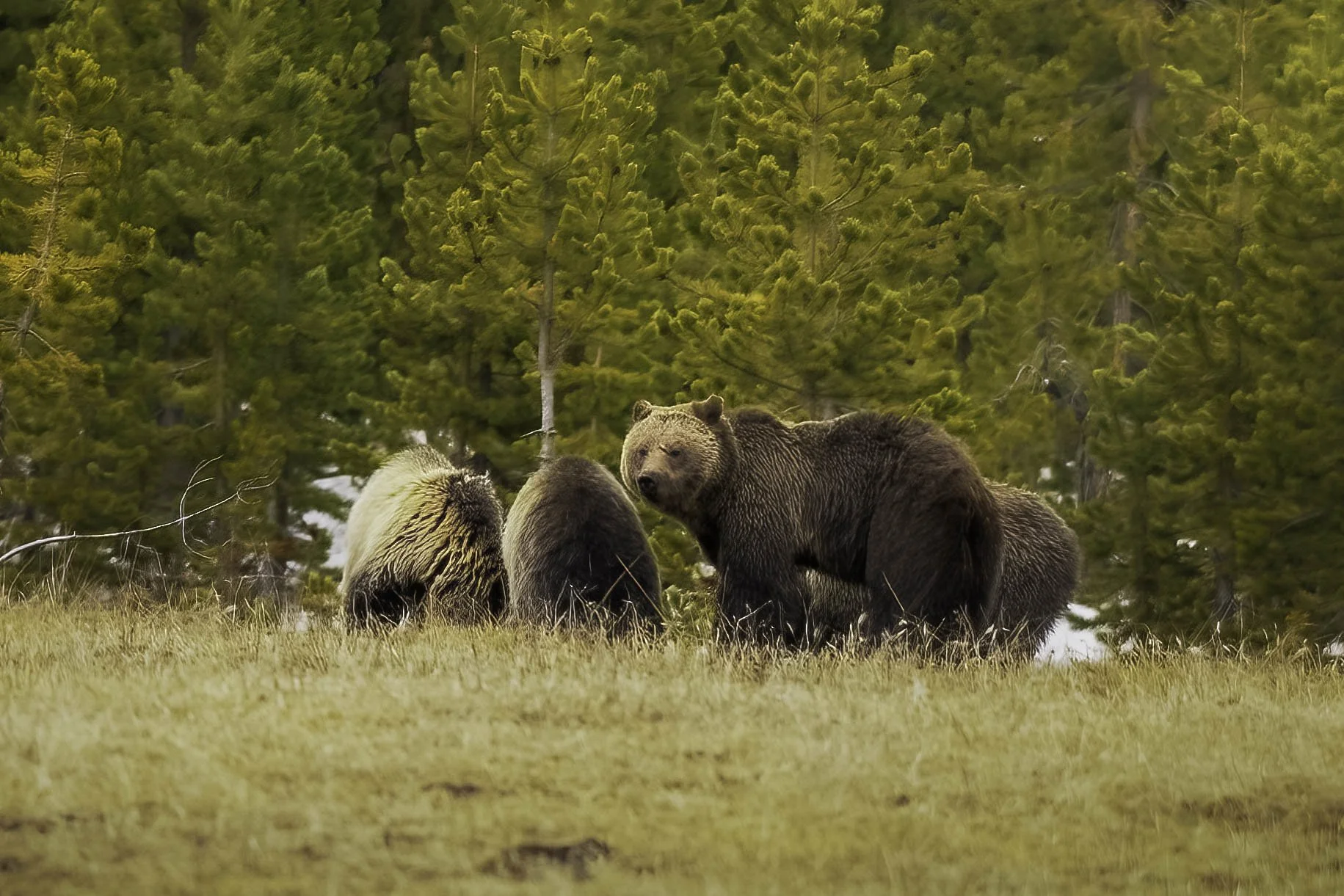 Spring in Yellowstone