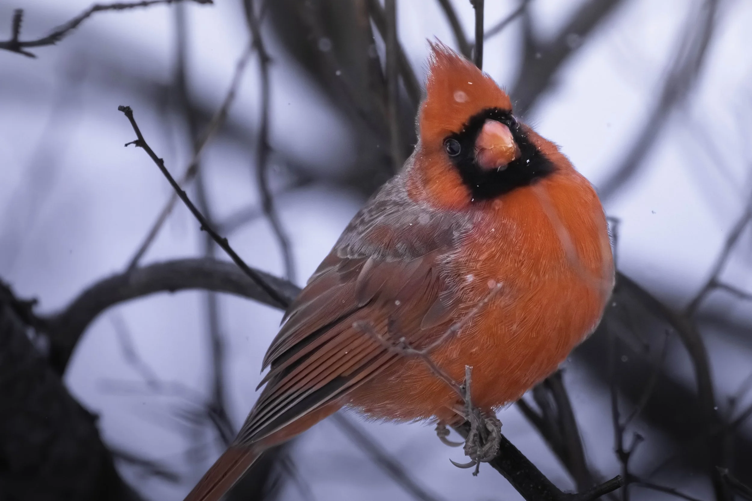 The Cardinal’s Song