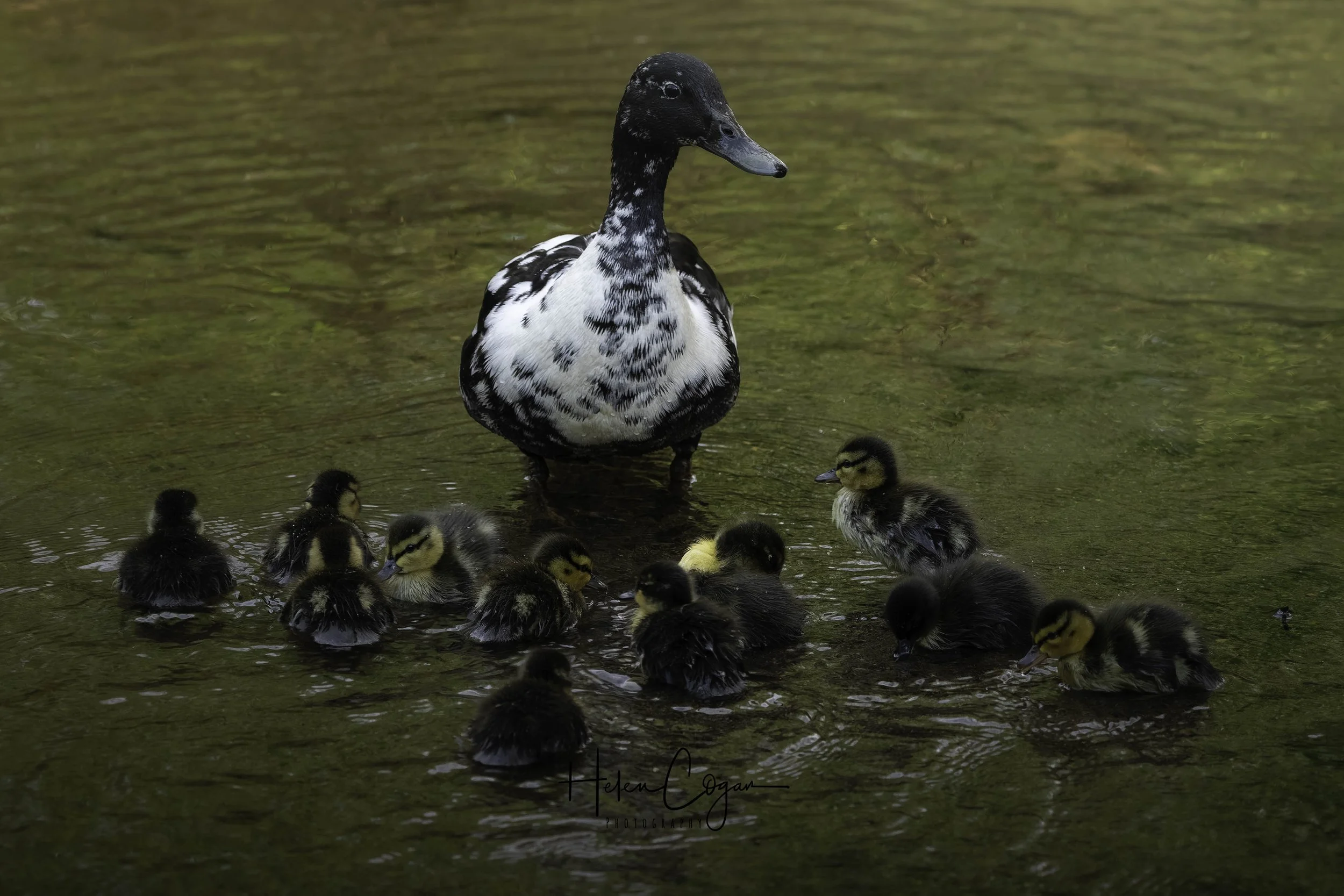 Spring Time at The Pond