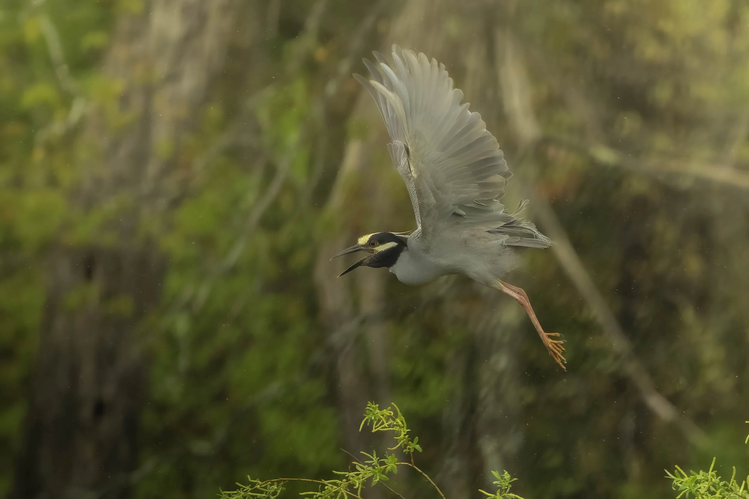 A Lifer-Photographing Nature