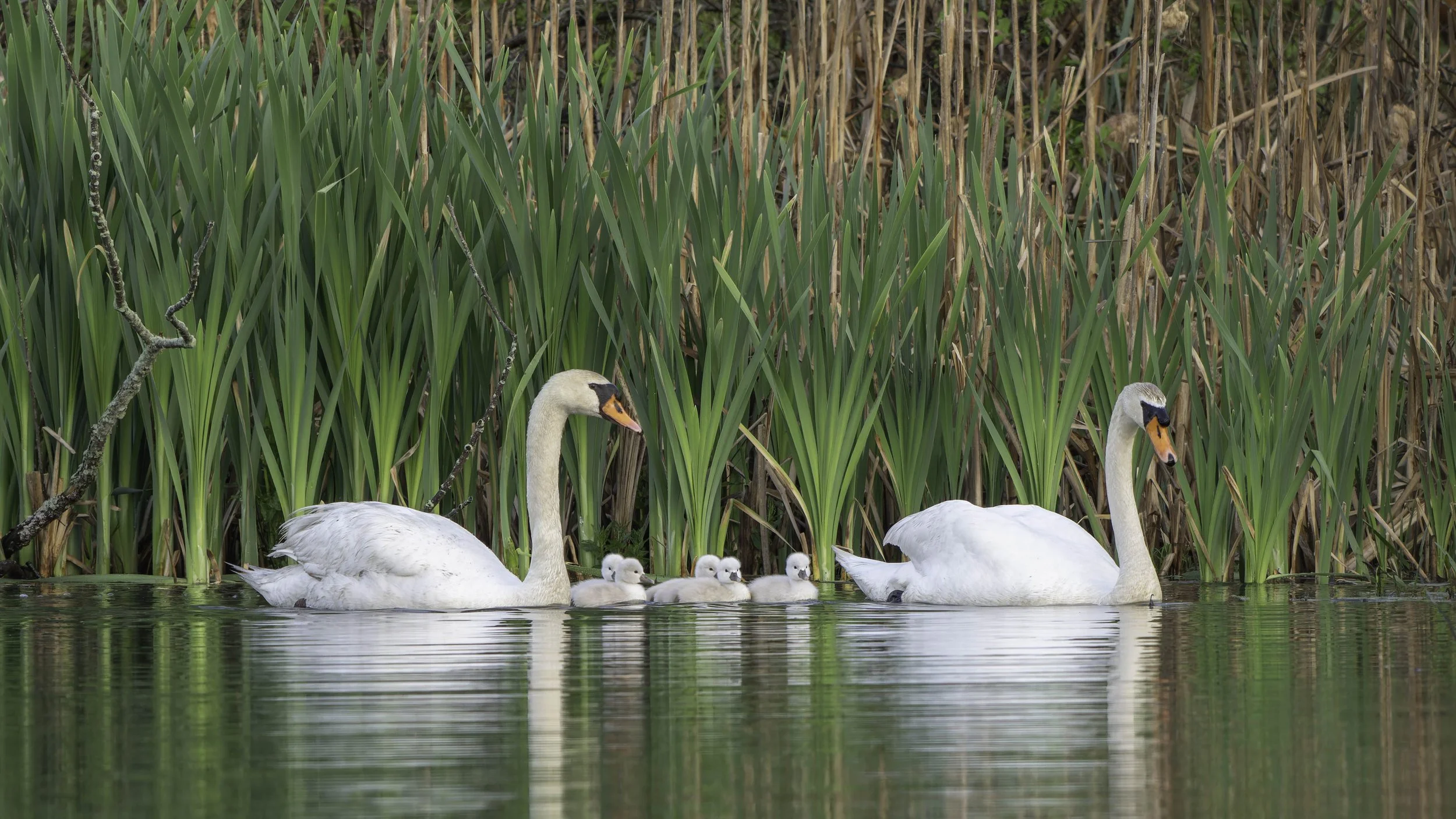 Seven Weeks with a Swan Family