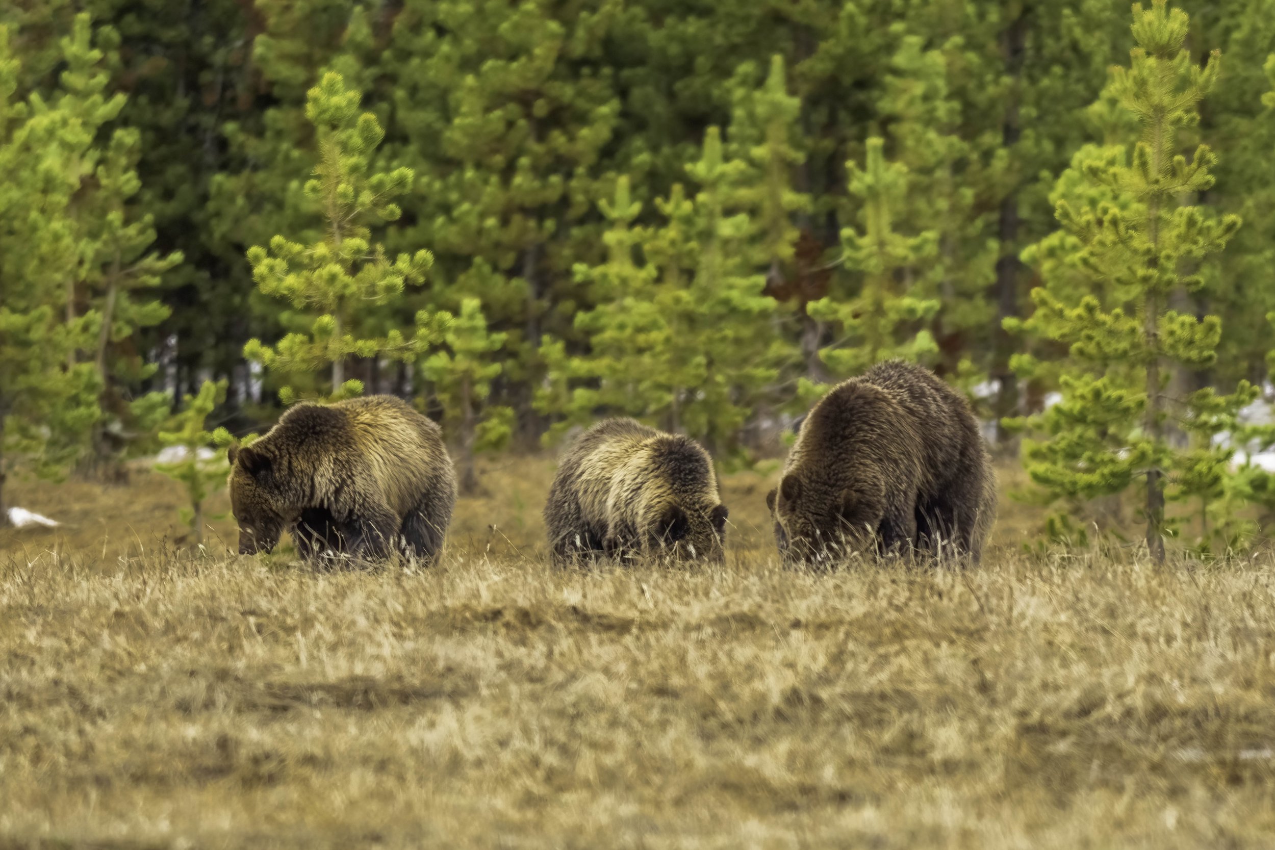 Grizzly Bear Family-Yellowstone National Park