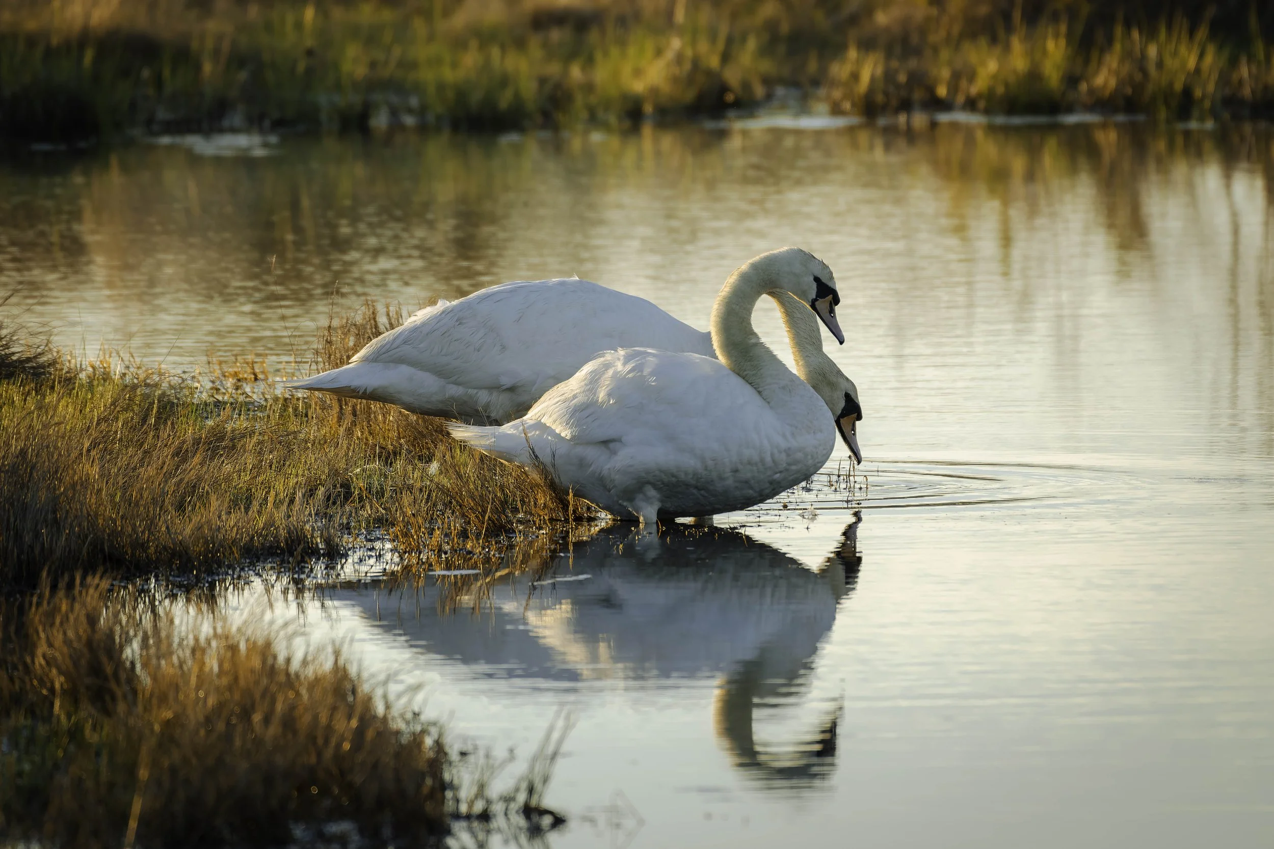 DSC08276-DxO_DeepPRIME XD2s_XD.jpg