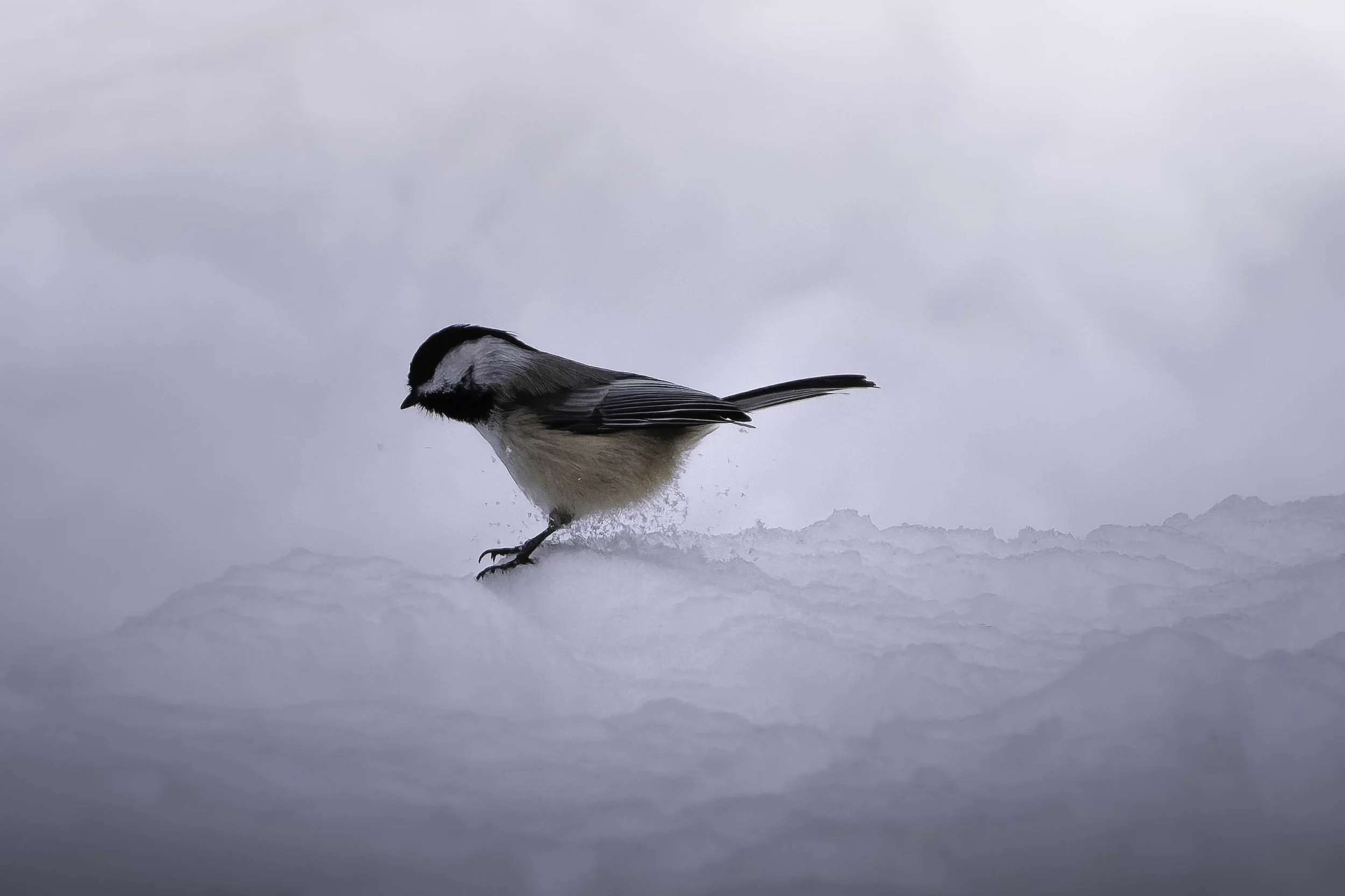 Black-capped Chickadee perched on a mound of fresh snow in winter, small songbird adapting to cold conditions