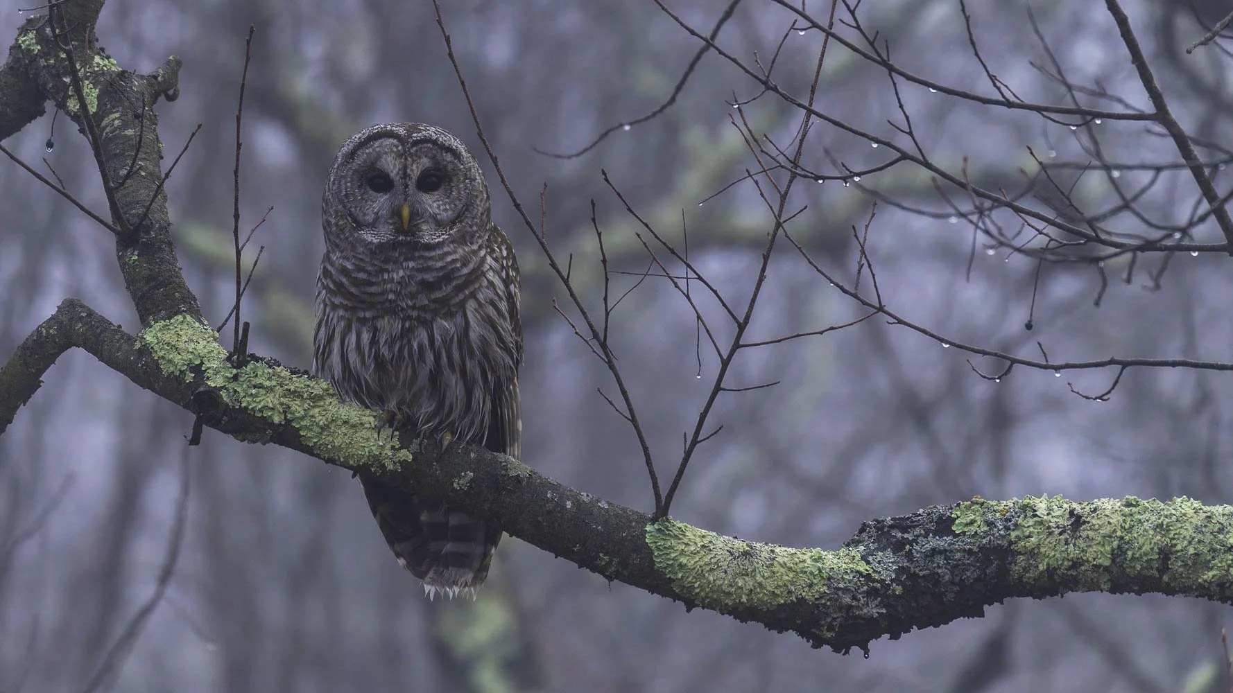 Barred owl perched on a branch during a rainy day, feathers damp and alert in soft natural light.