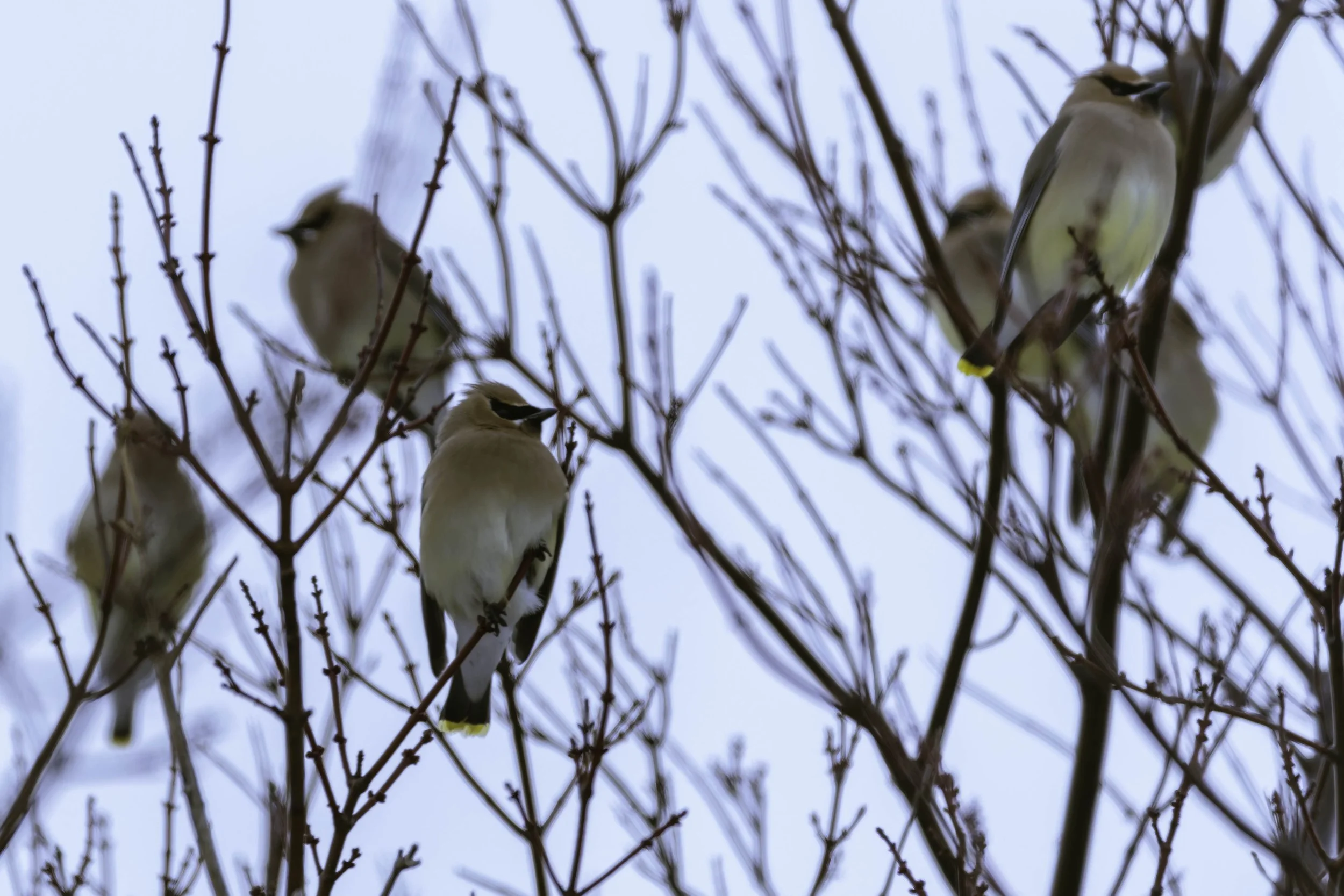 Cedar Waxwings perched together on bare tree branches in winter, feeding and resting in a cold seasonal landscape