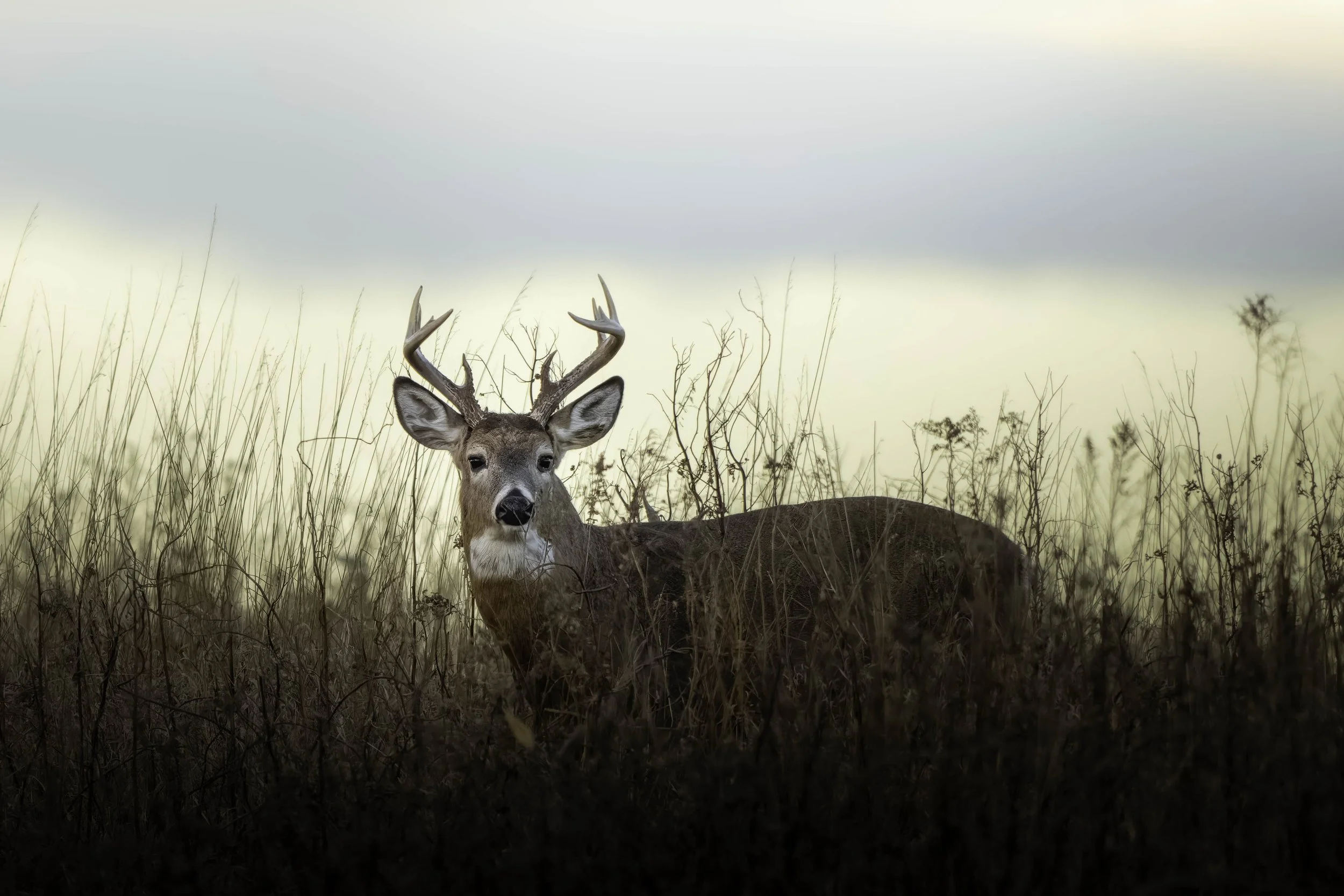 We stood still, aware of each other.