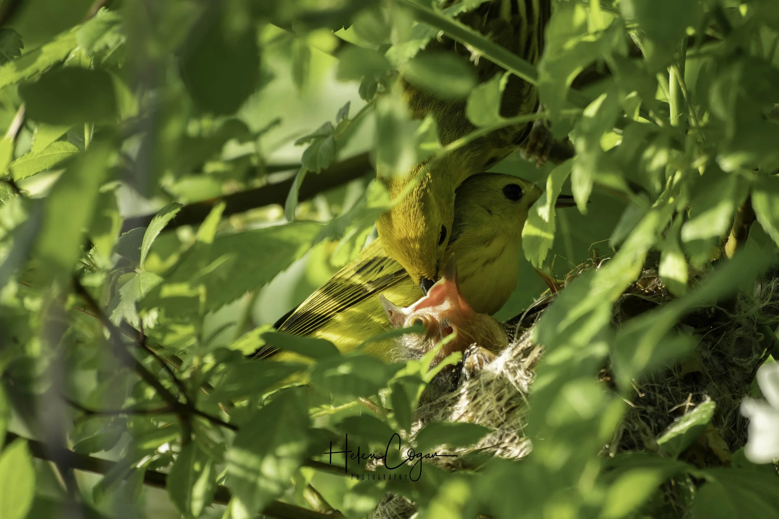Adult yellow warblers bringing food to their nestlings hidden among the leaves of a tree