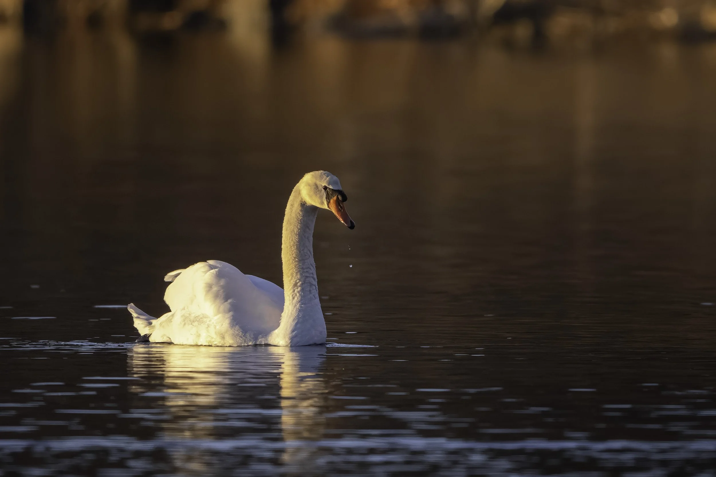 A single swan gliding across calm water in warm morning light